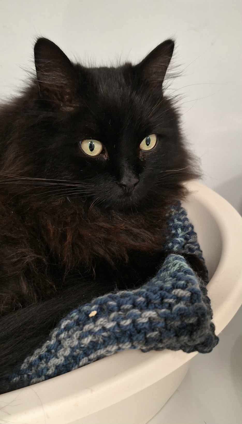 Frijolito, chat à l'adoption chez Sans Collier