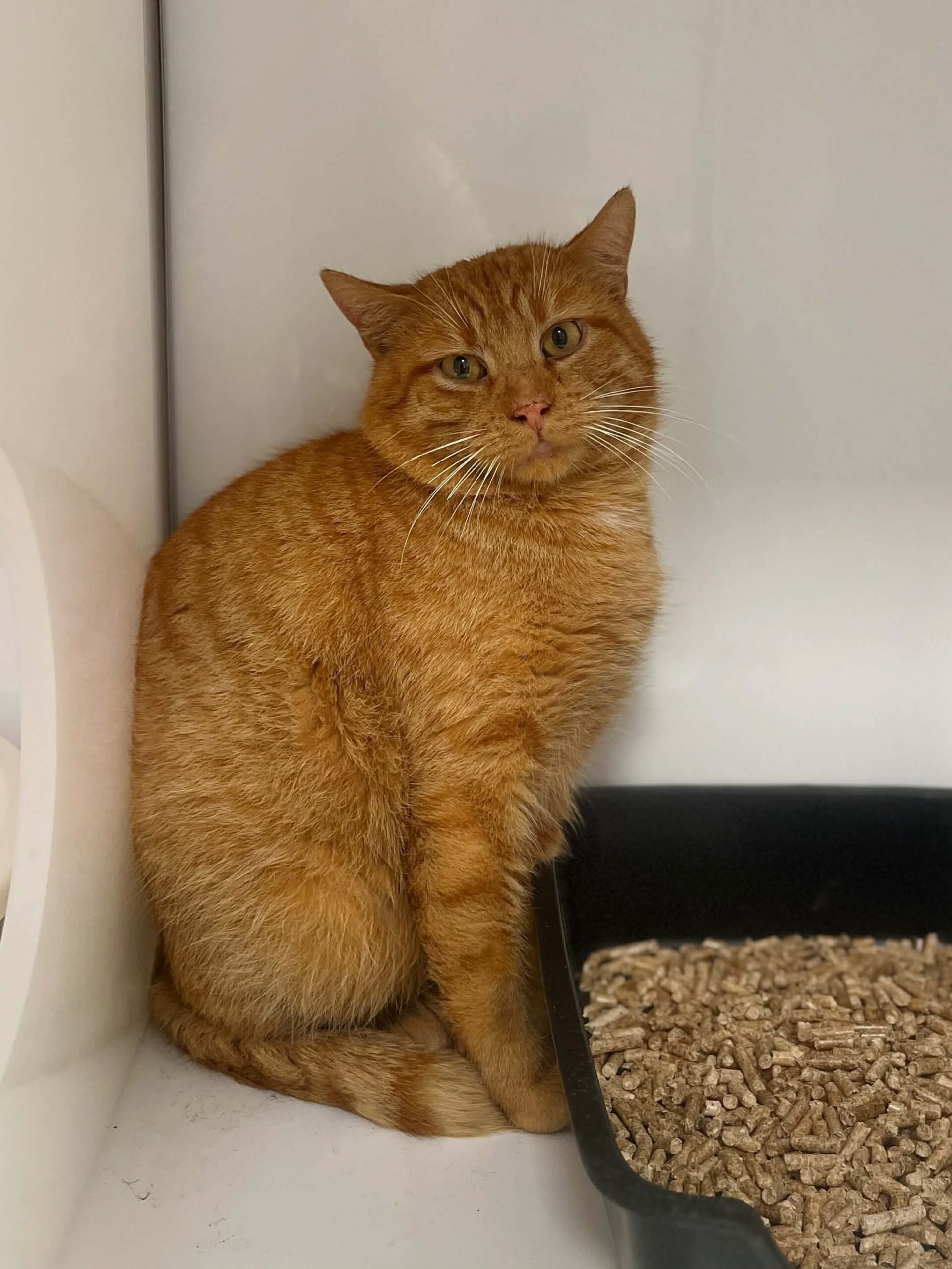 Balloche, chat à l'adoption chez Sans Collier