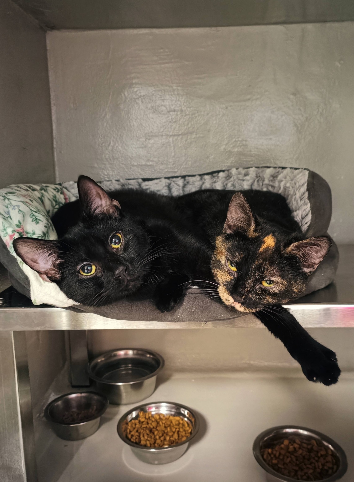 Sophie et Zoé, chat à l'adoption chez Sans Collier