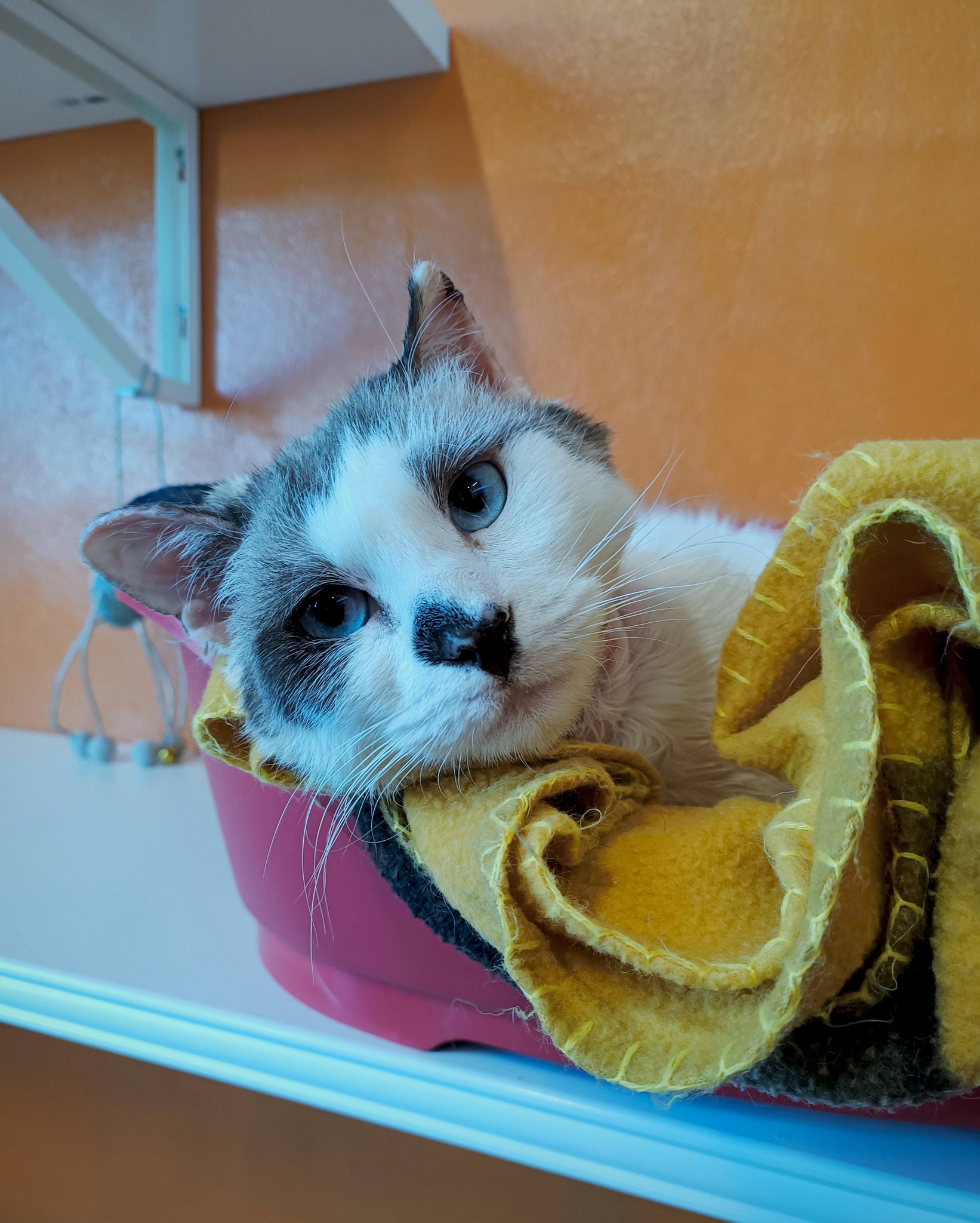 Bounty, chat à l'adoption chez Sans Collier