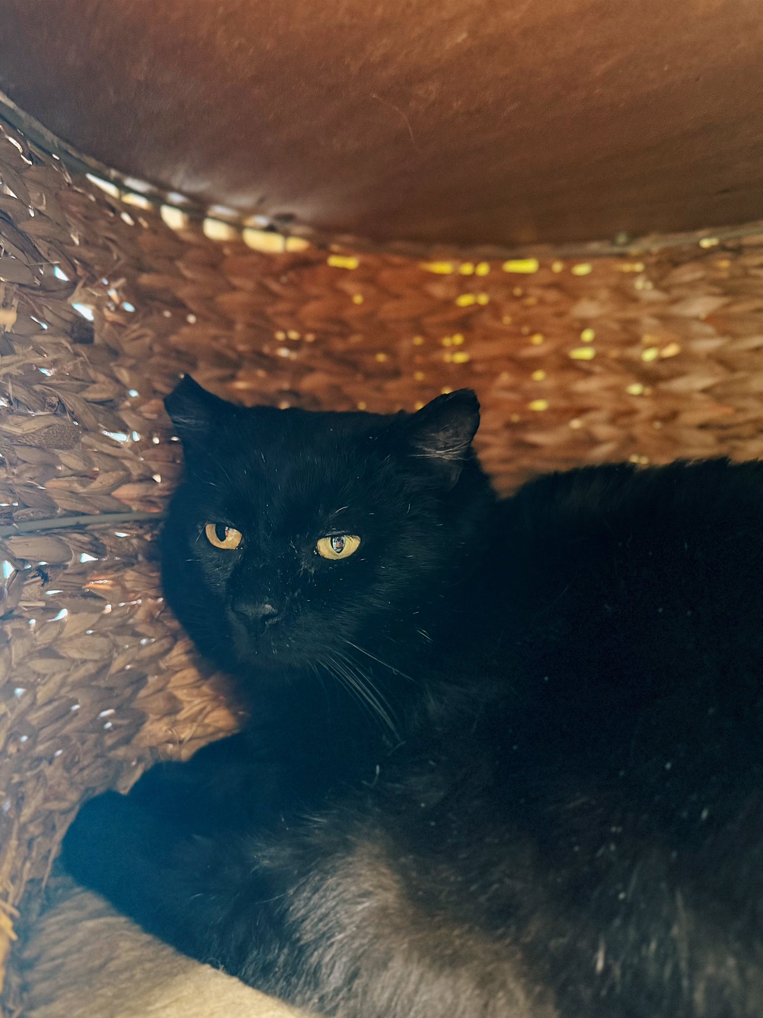 Boubou, chat à l'adoption chez Sans Collier