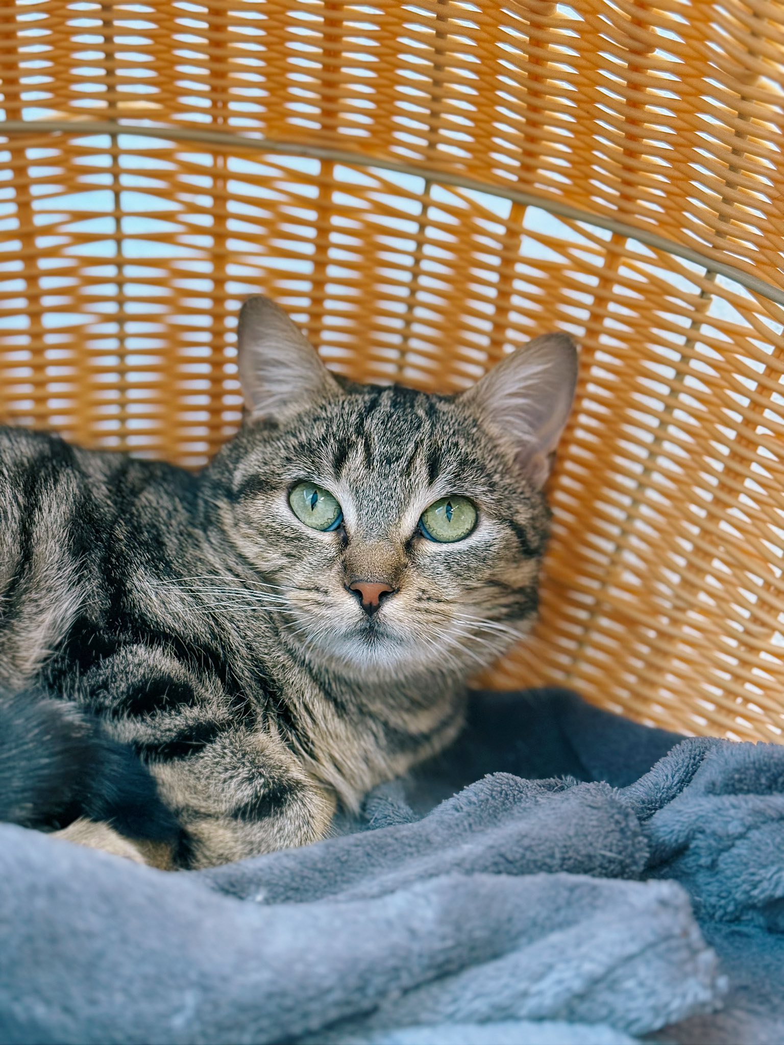 Crochette, chat à l'adoption chez Sans Collier