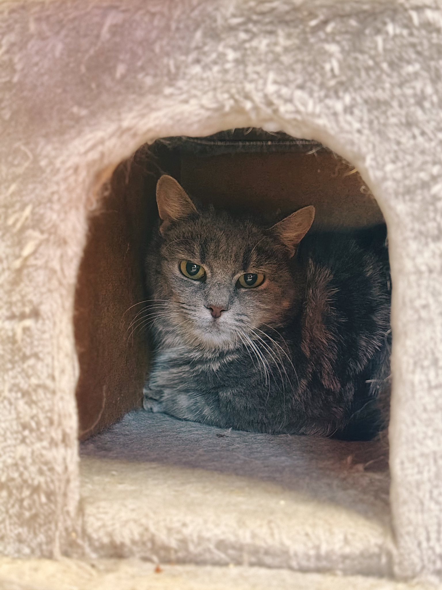 Ursula, chat à l'adoption chez Sans Collier