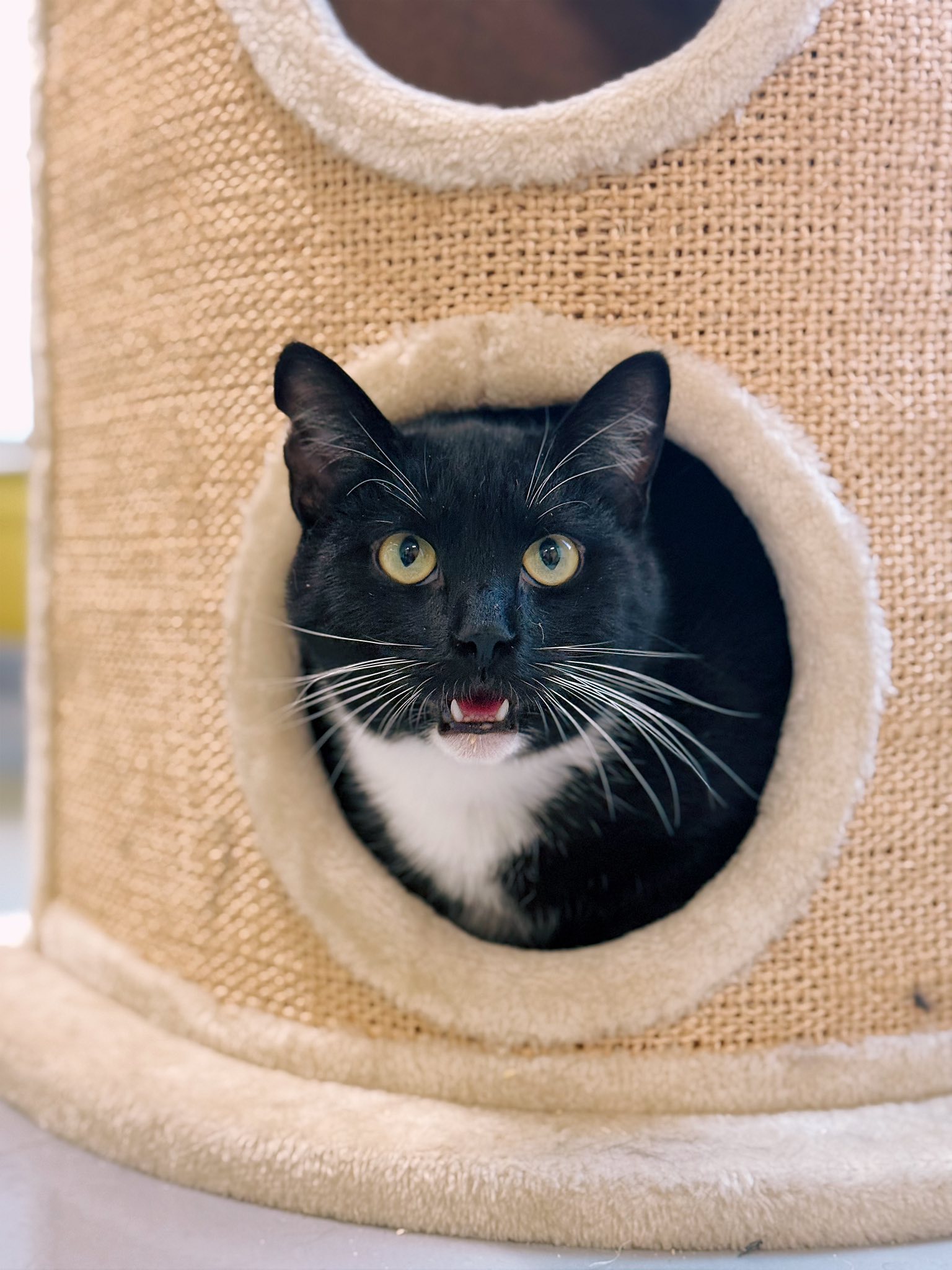 Raphaël, chat à l'adoption chez Sans Collier