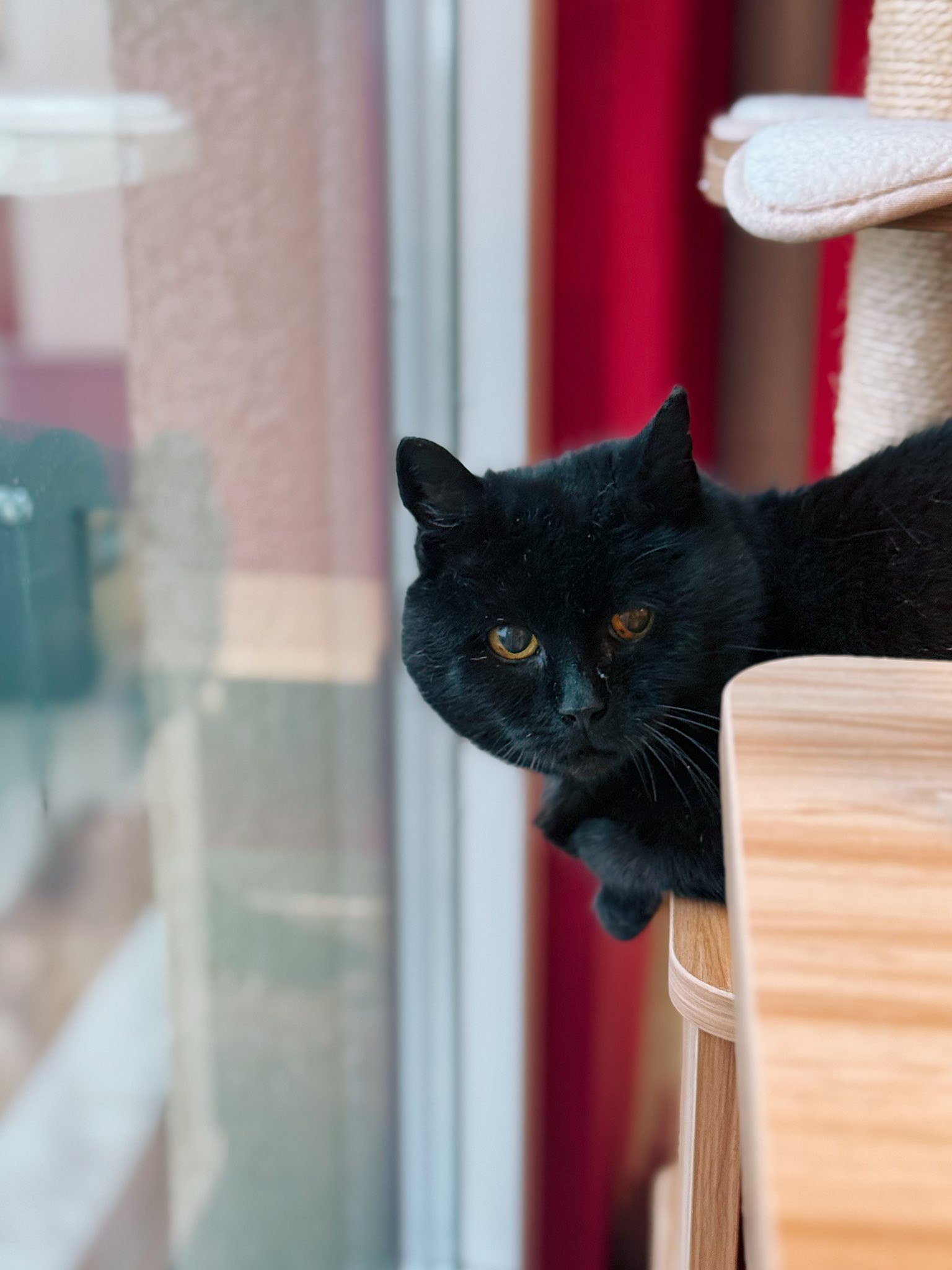 Jeanne, chat à l'adoption chez Sans Collier