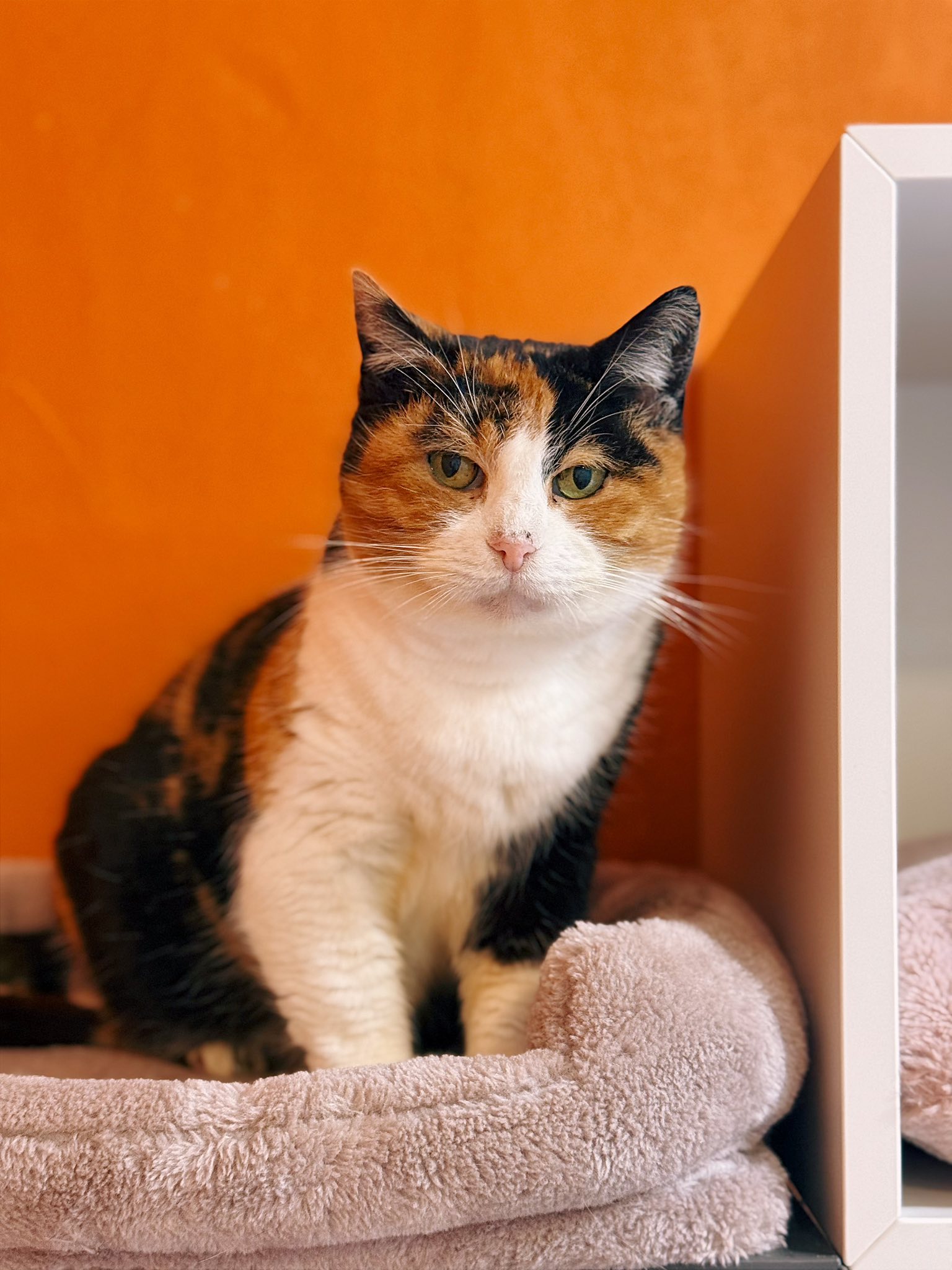 Yasmine, chat à l'adoption chez Sans Collier