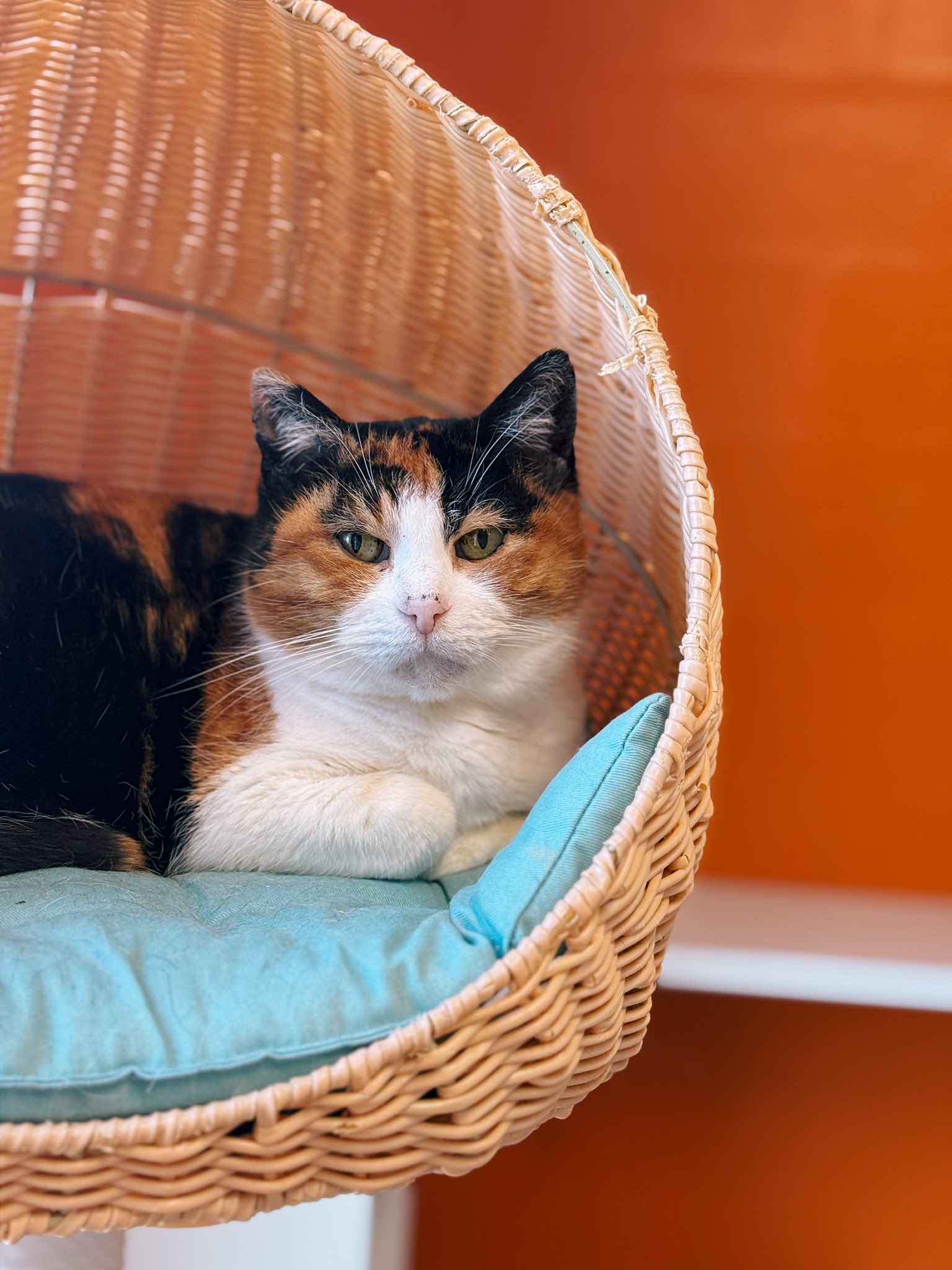 Yasmine, chat à l'adoption chez Sans Collier
