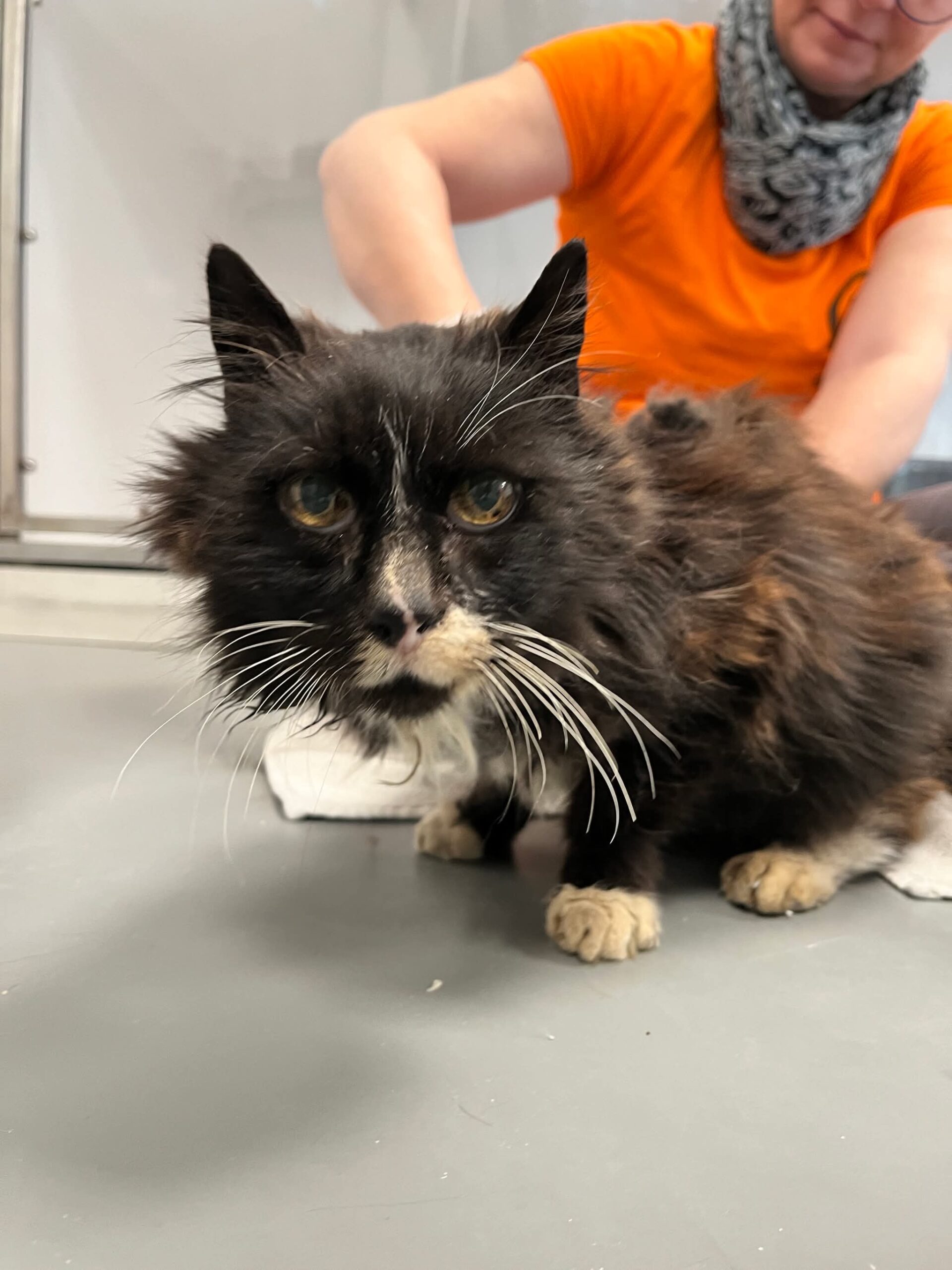 Rogé, chat à l'adoption chez Sans Collier