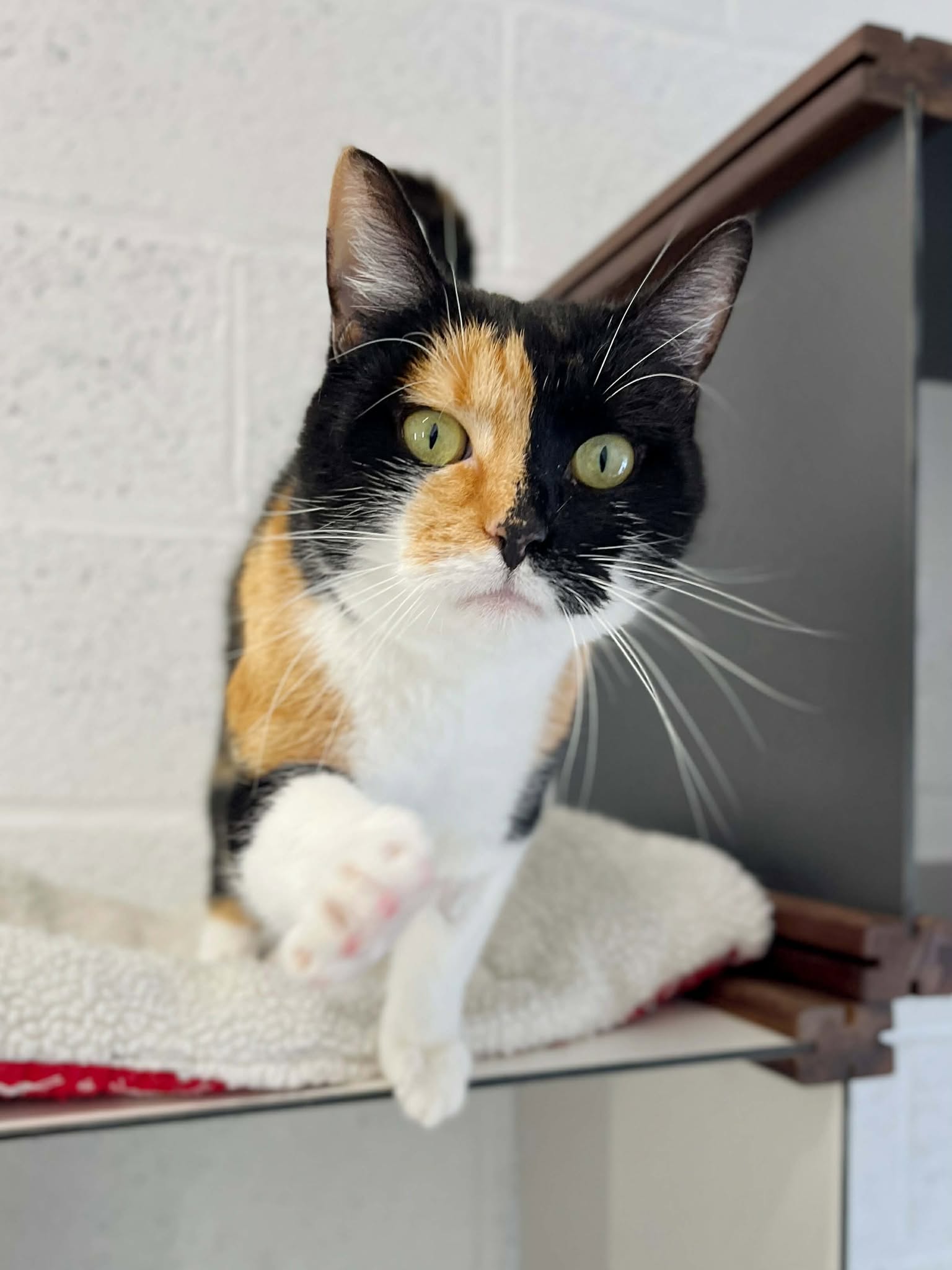 Caramel, chat à l'adoption chez Sans Collier