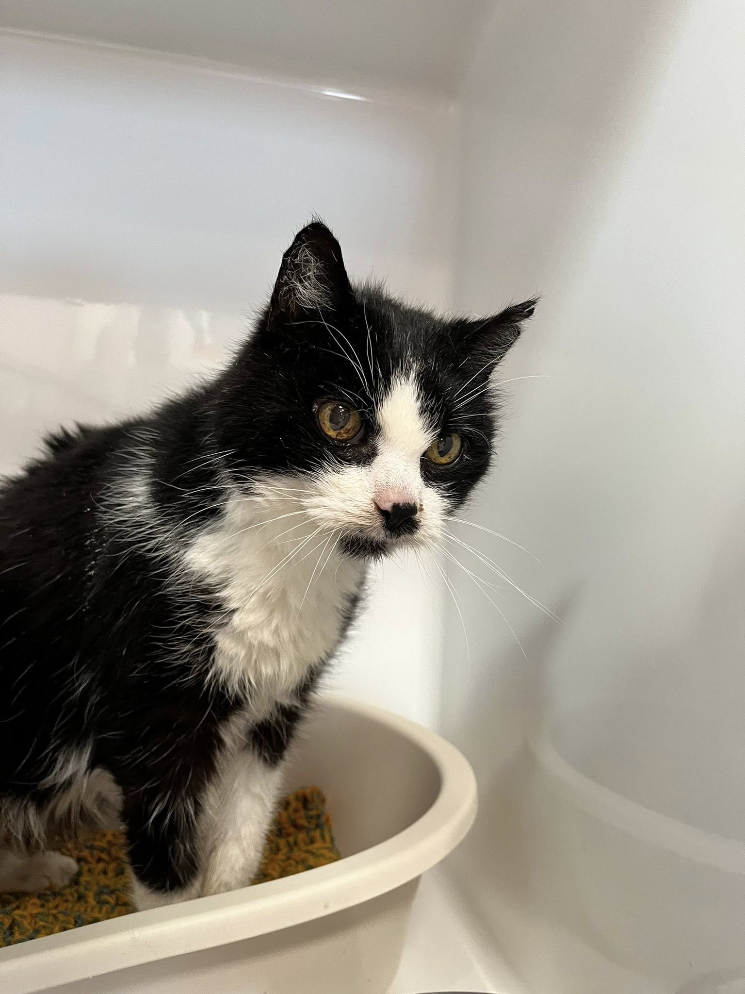 Casimodo, chat à l'adoption chez Sans Collier