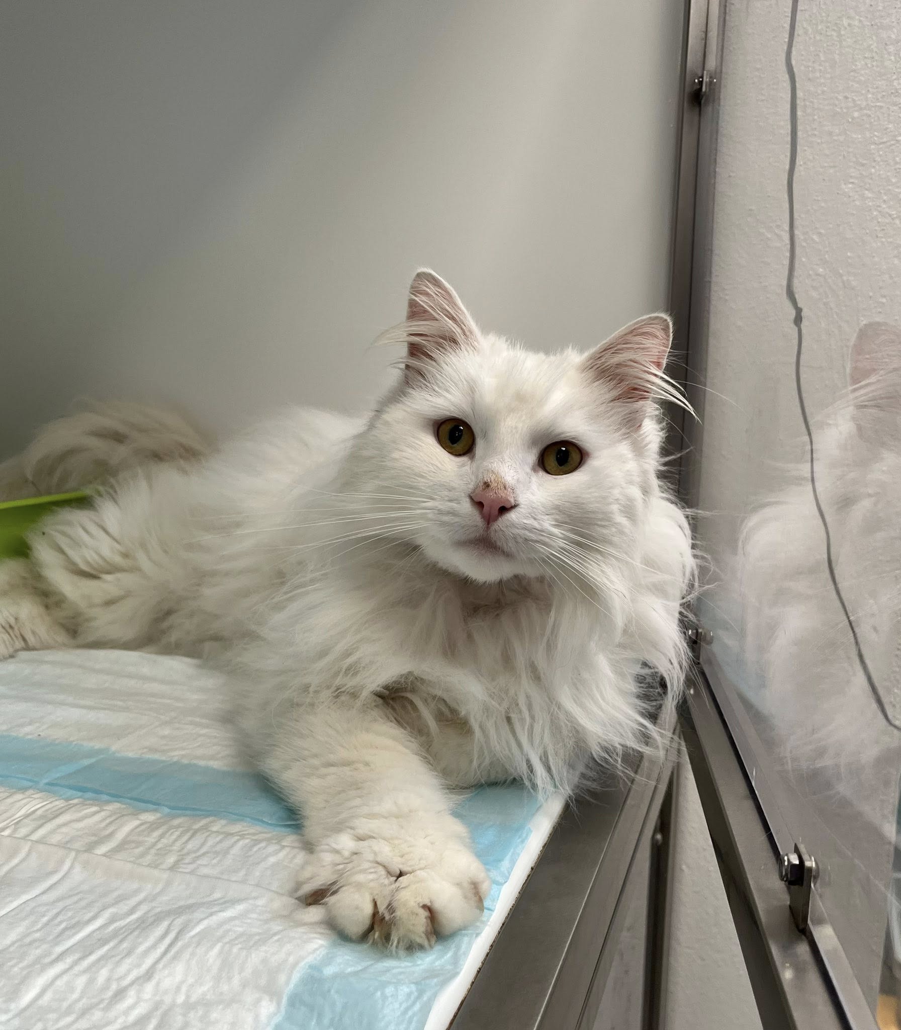 Chuwi, chat à l'adoption chez Sans Collier
