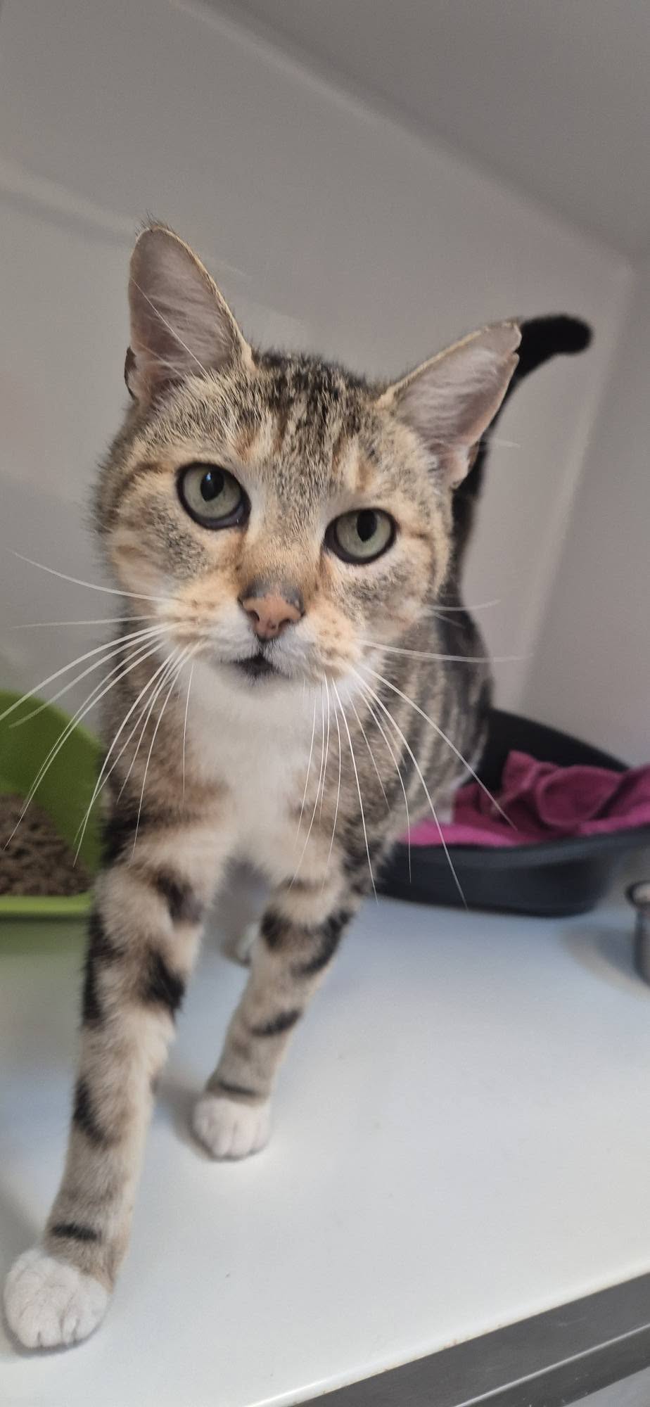 Enzo, chat à l'adoption chez Sans Collier