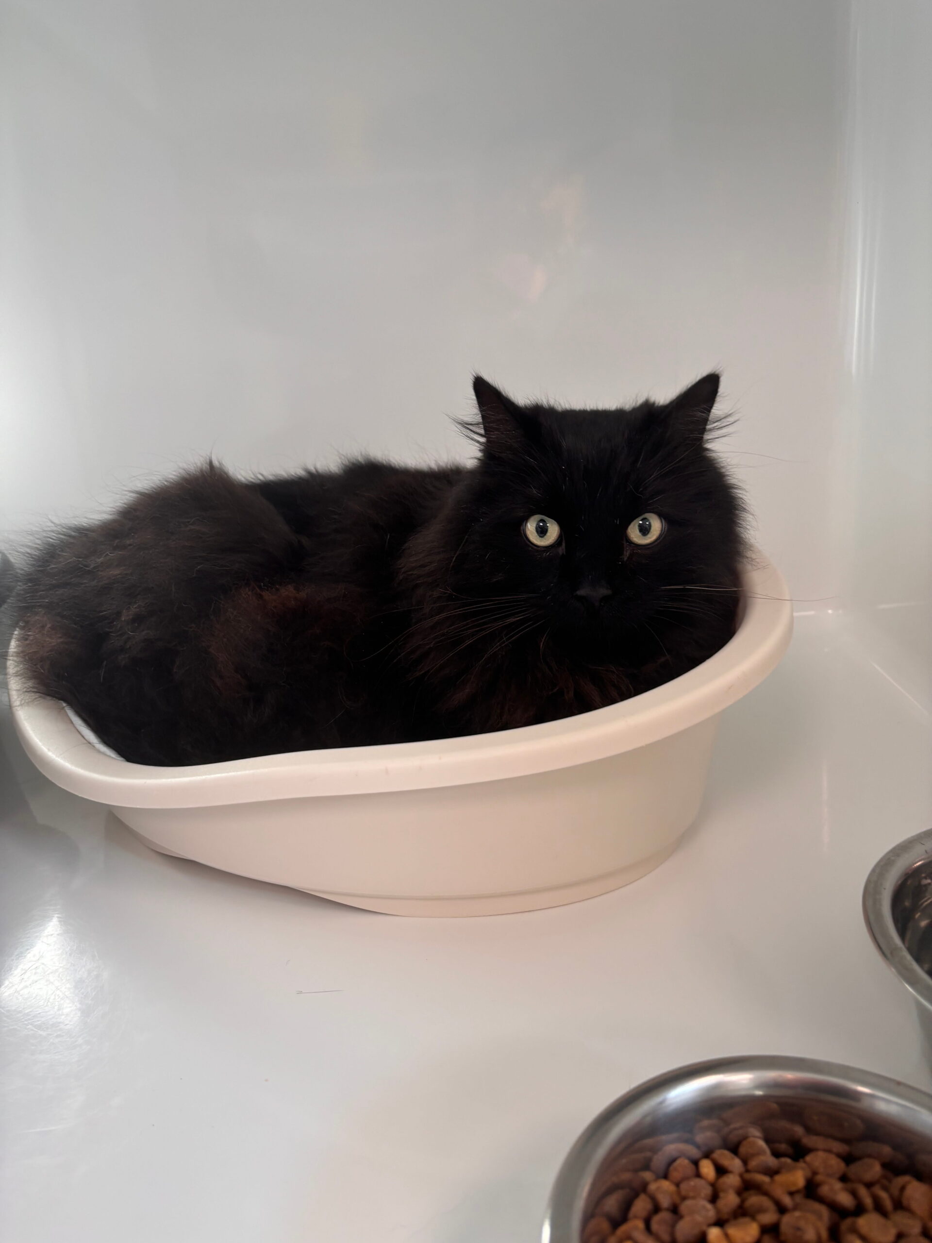 Frigoleto, chat à l'adoption chez Sans Collier