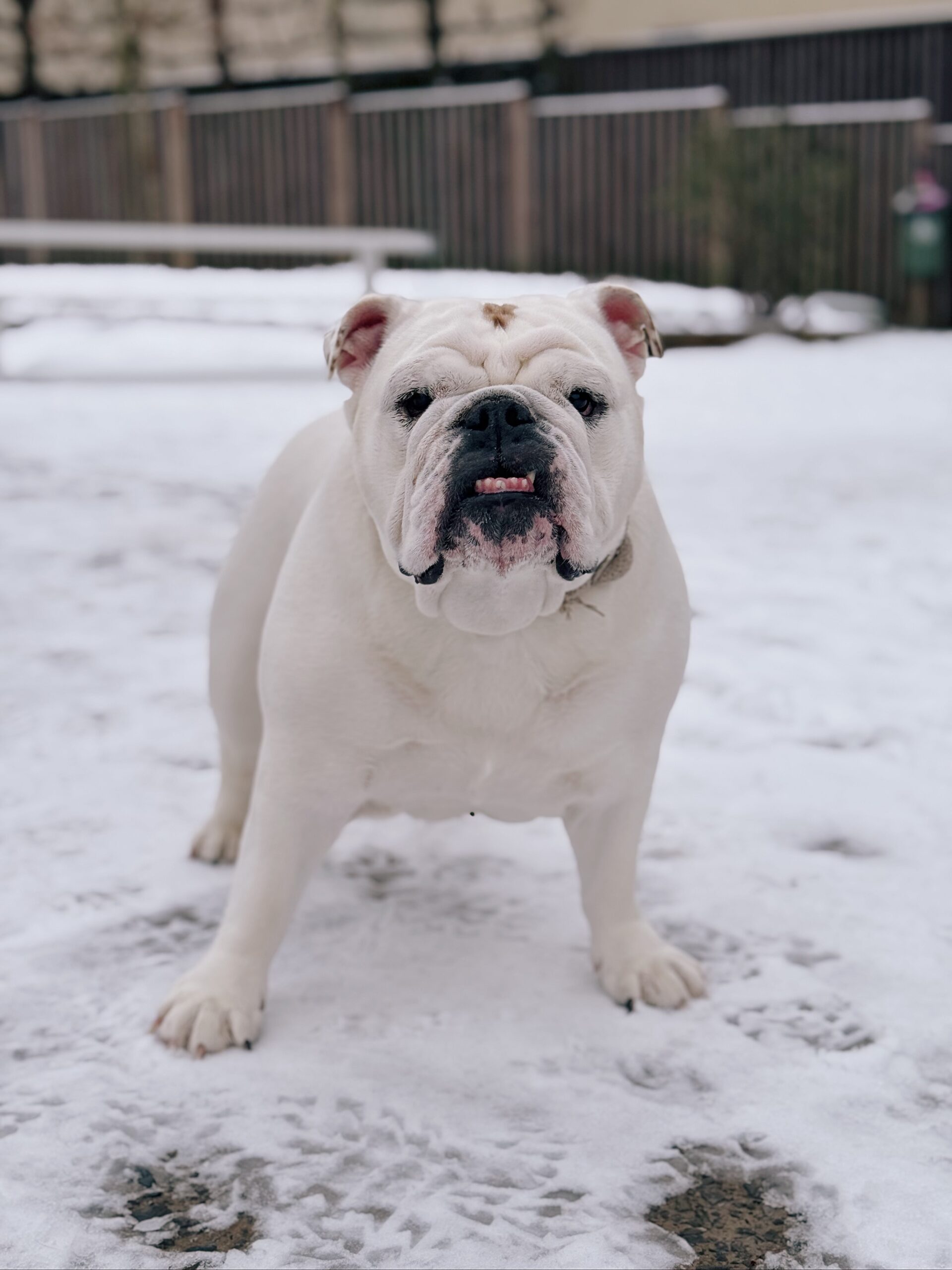 Lilou, chien à l'adoption chez Sans Collier