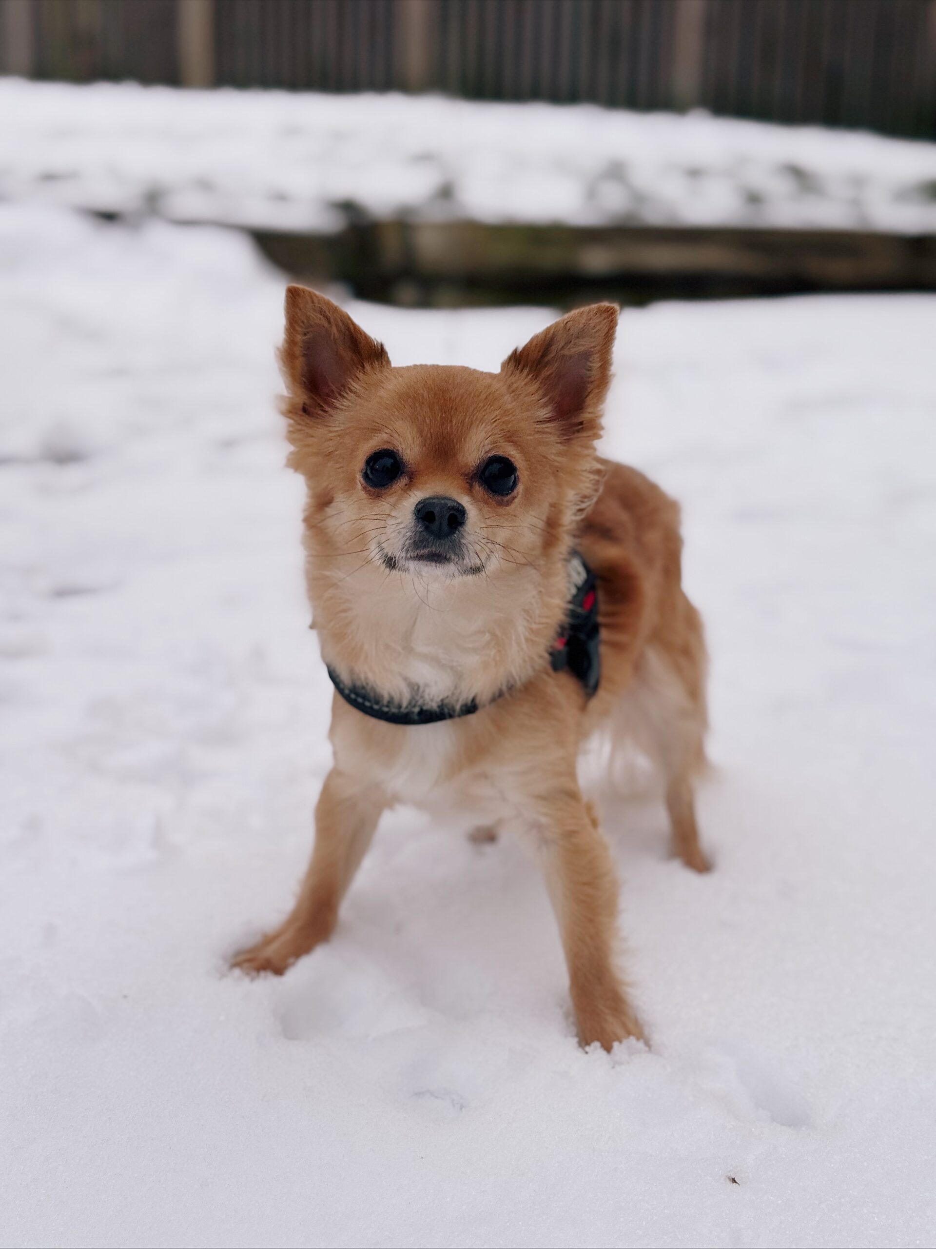 Bloody, chien à l'adoption chez Sans Collier