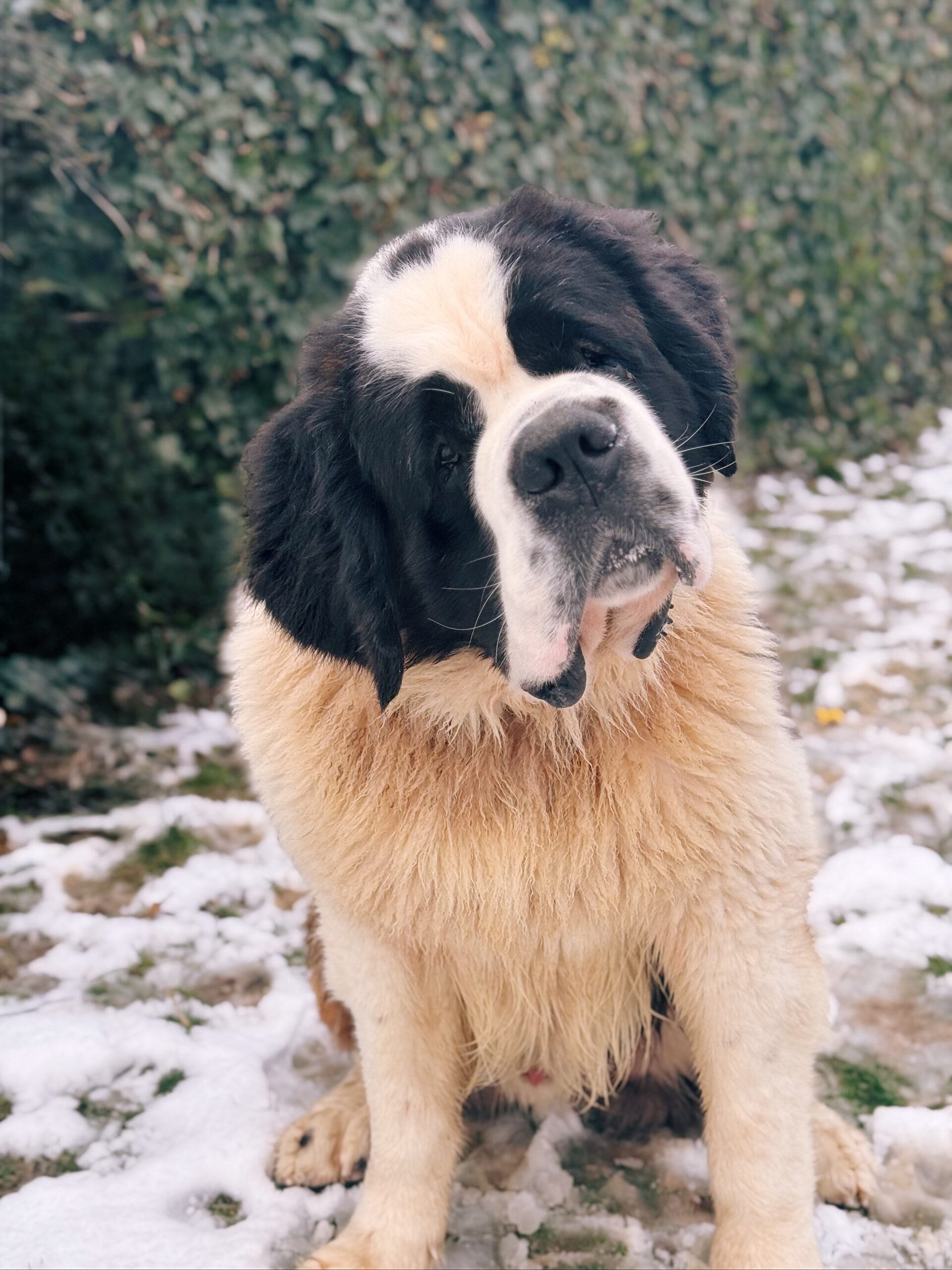 Hervé, chien à l'adoption chez Sans Collier