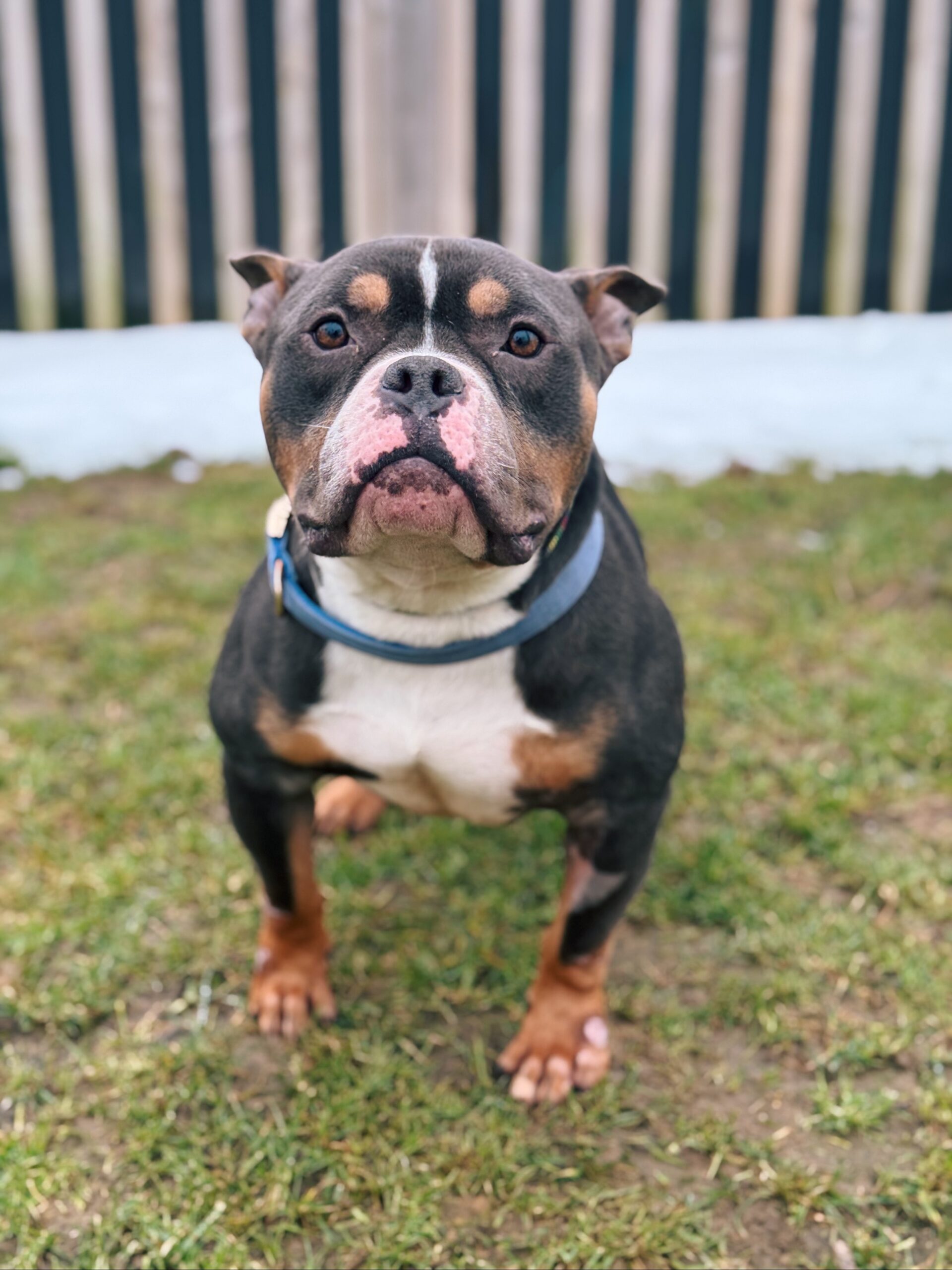 Simba, chien à l'adoption chez Sans Collier