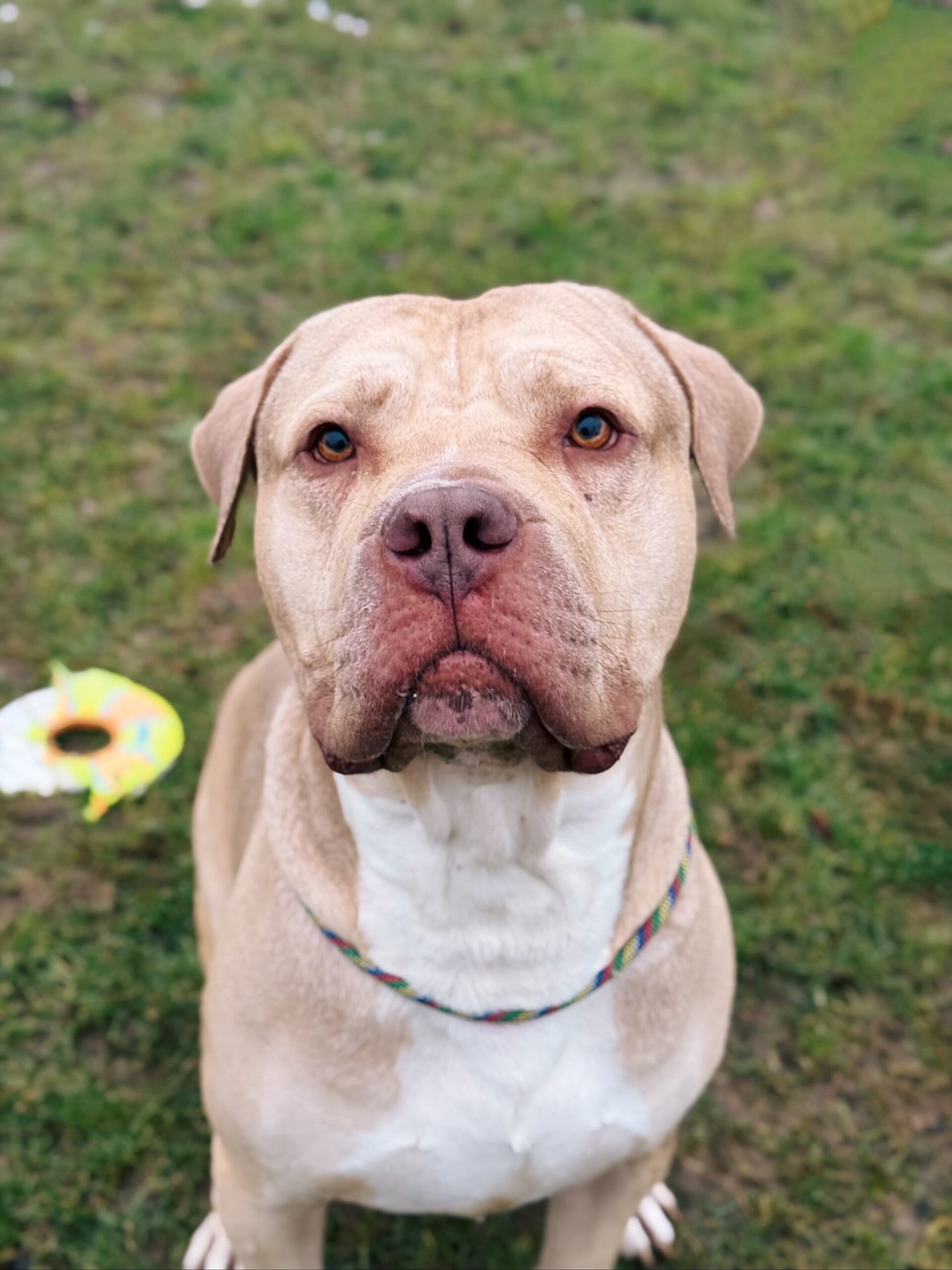 Rio, chien à l'adoption chez Sans Collier