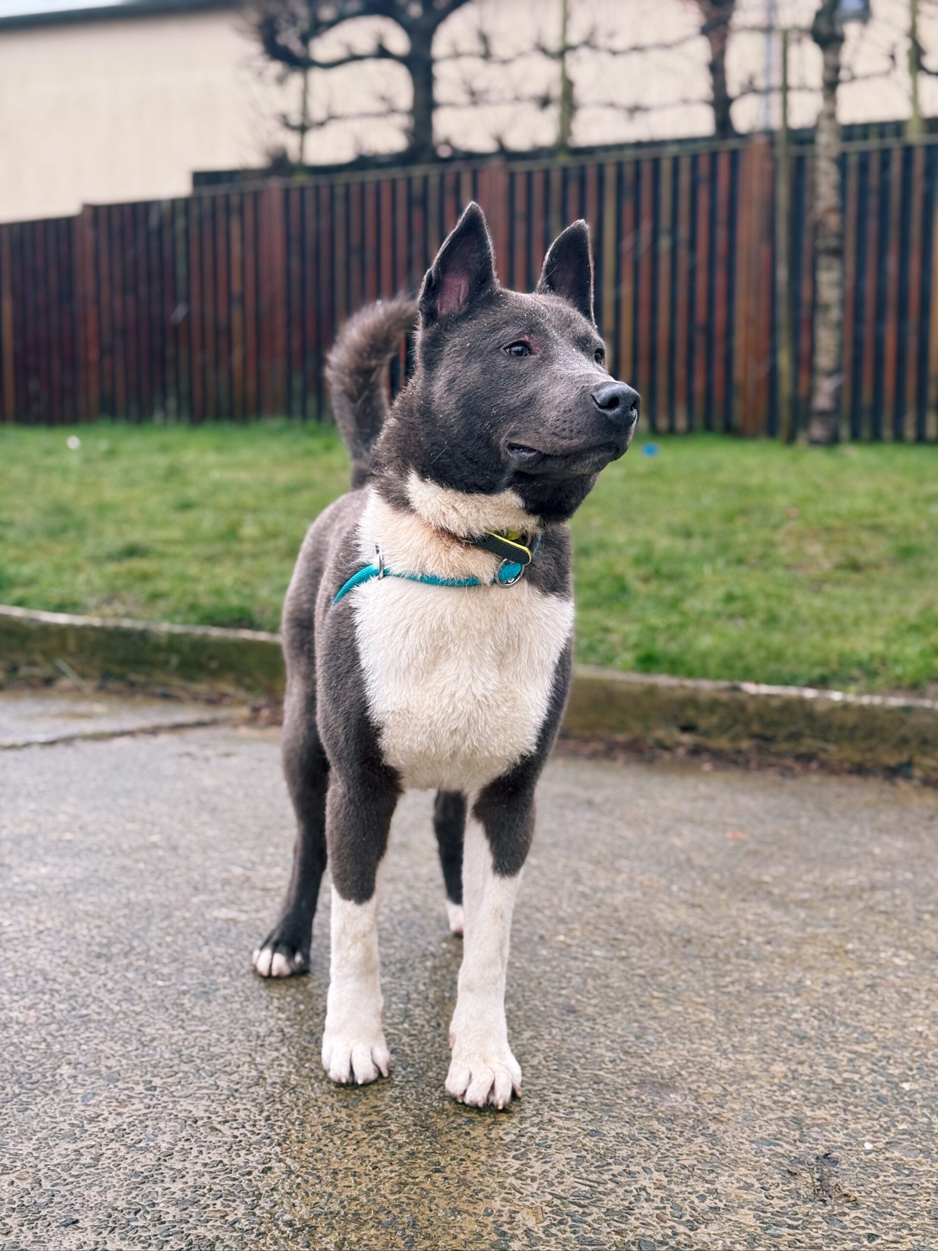 Ice, chien à l'adoption chez Sans Collier