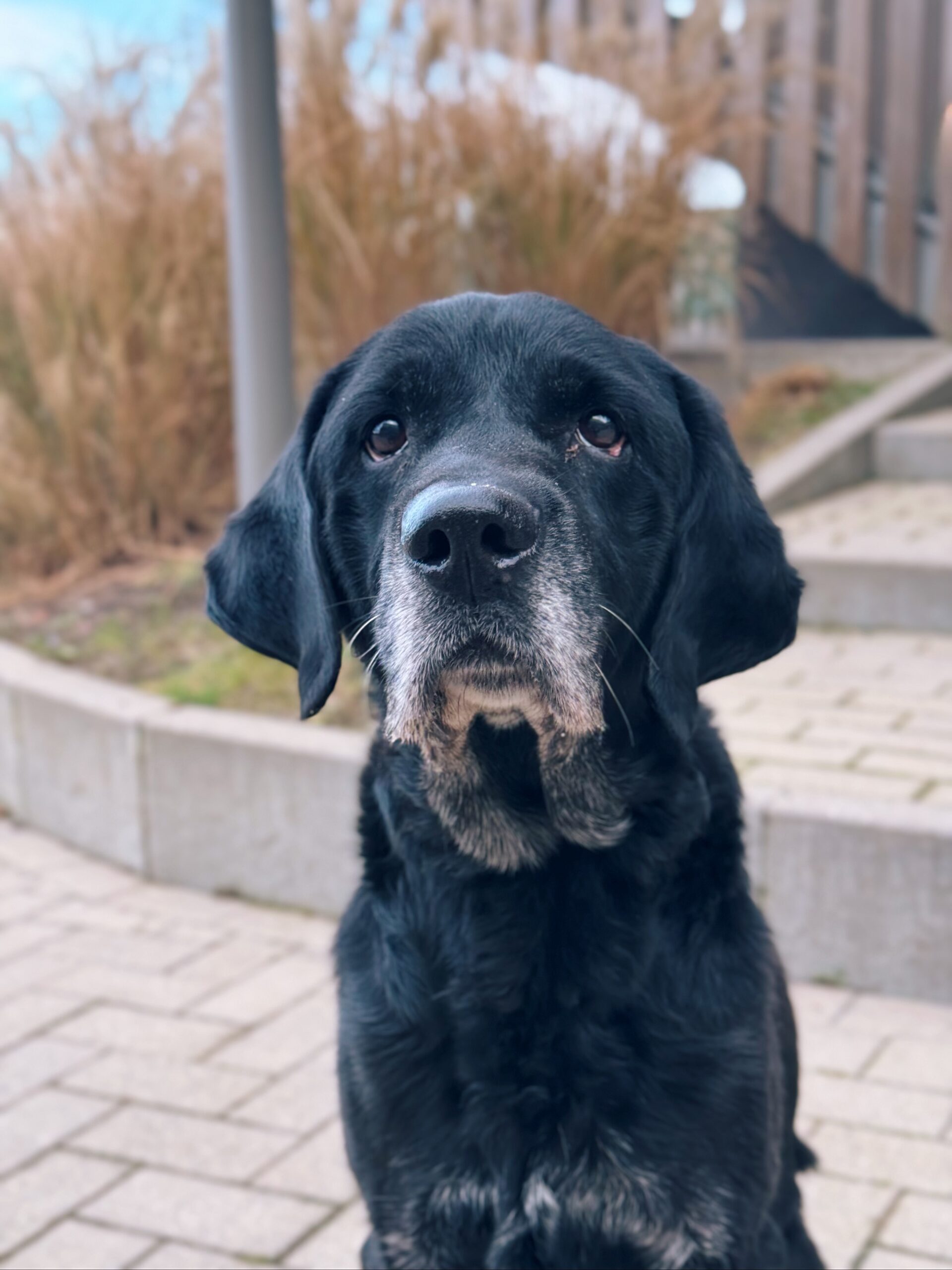 Patouf, chien à l'adoption chez Sans Collier