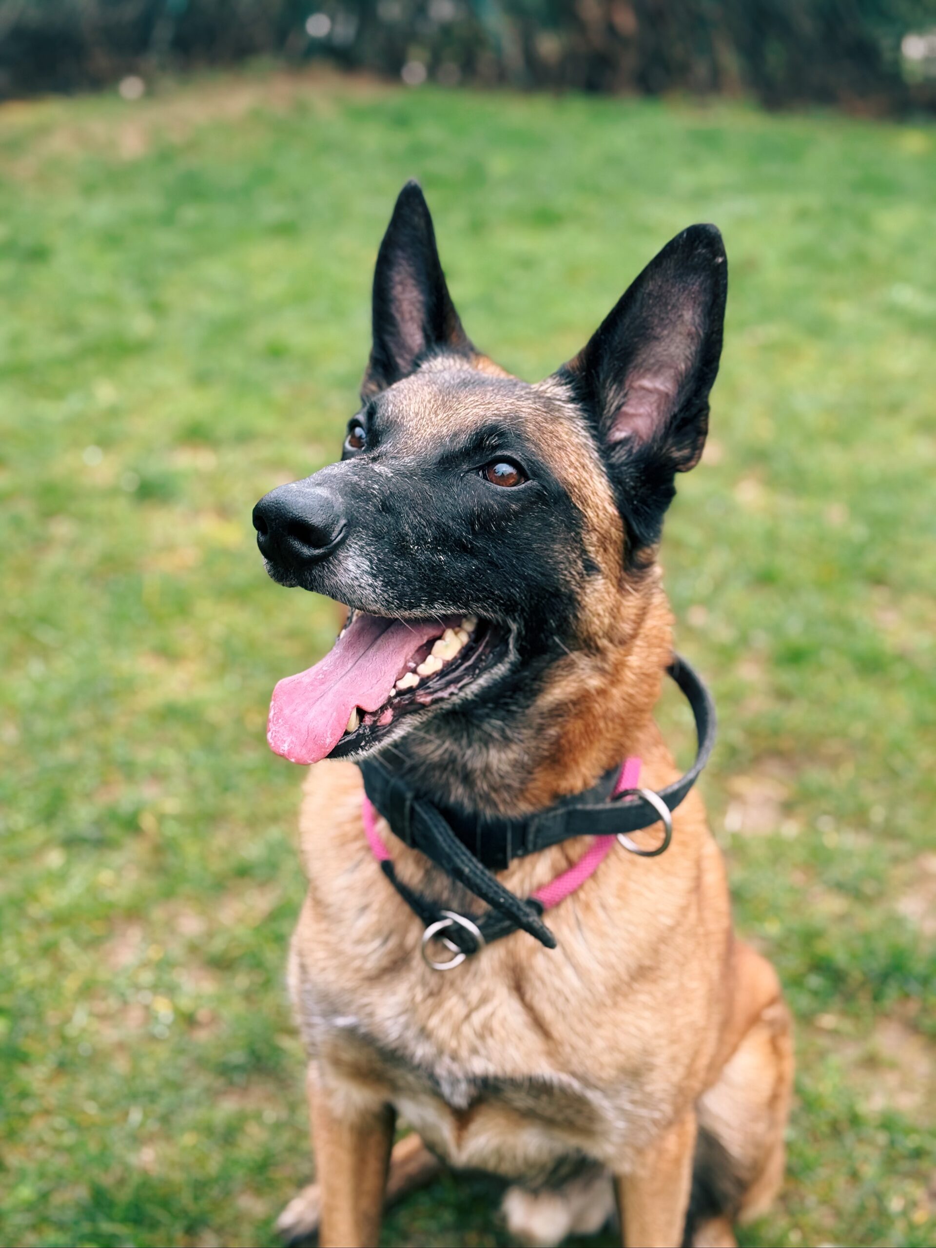 Rex, chien à l'adoption chez Sans Collier