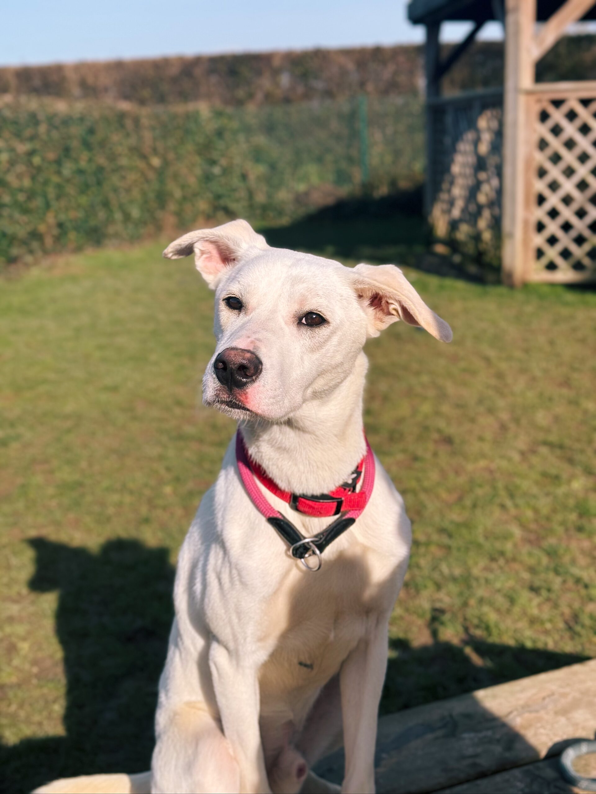 Coquin, chien à l'adoption chez Sans Collier