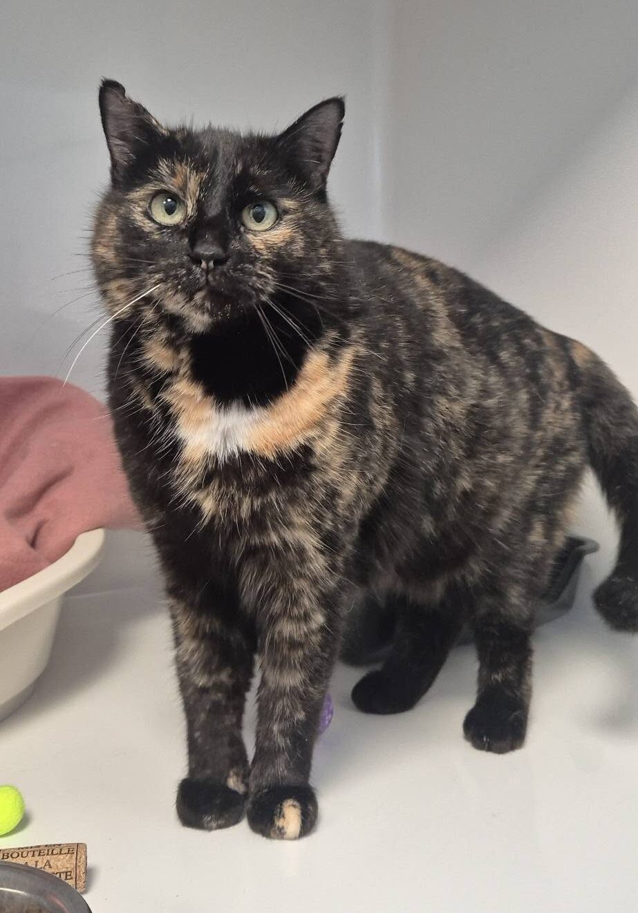 Joy, chat à l'adoption chez Sans Collier