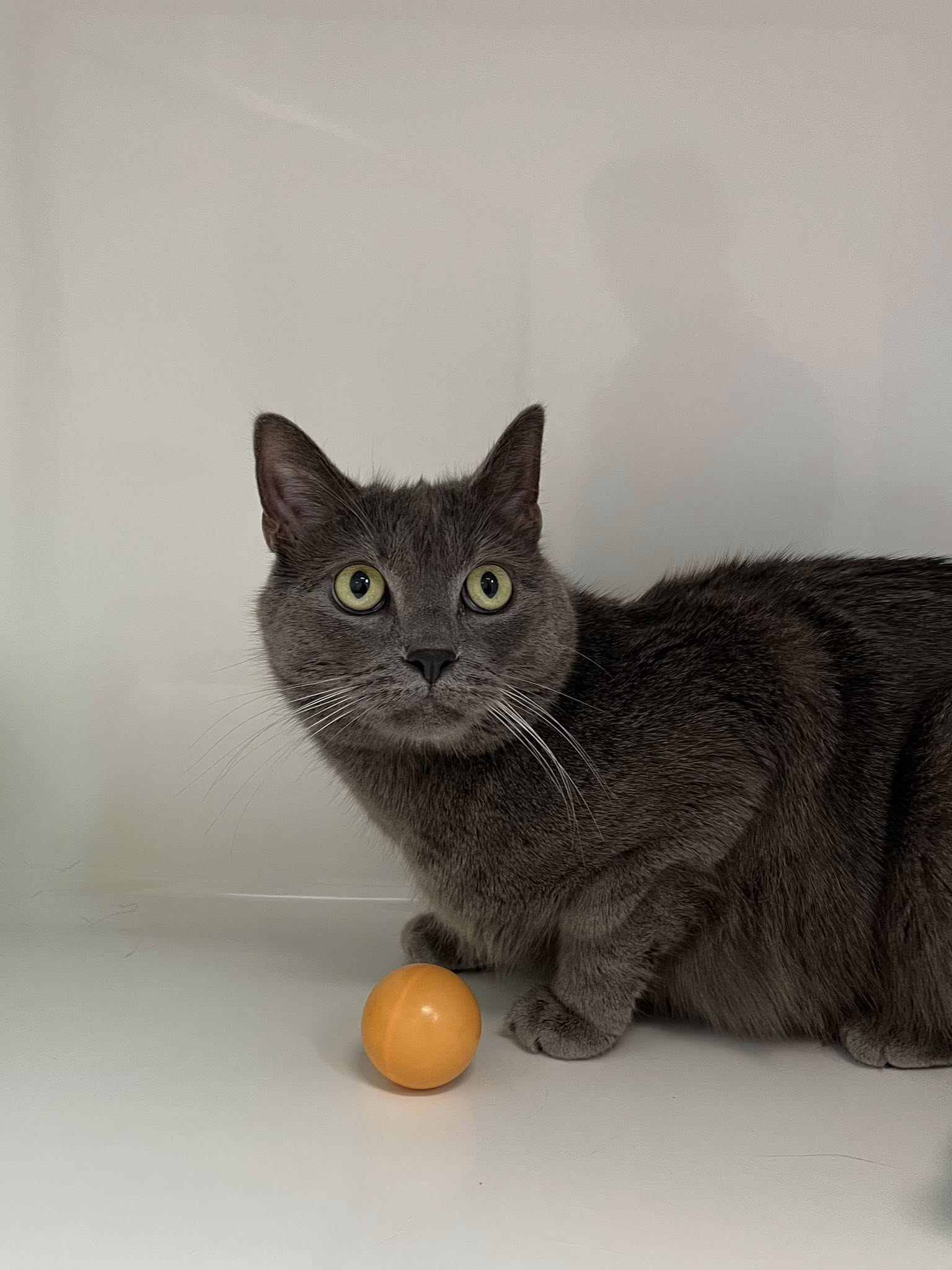 Jules, chat à l'adoption chez Sans Collier