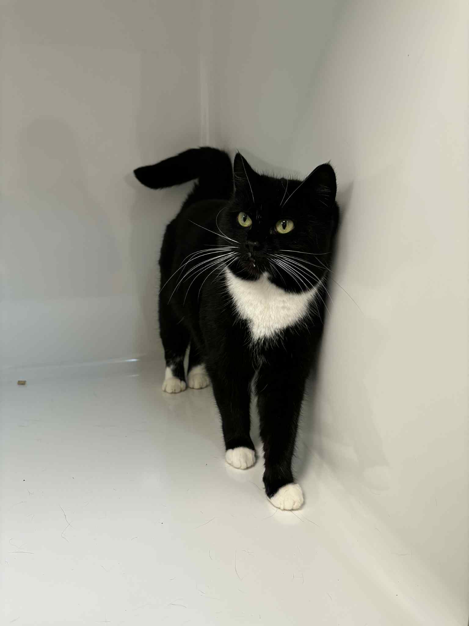 Katsu, chat à l'adoption chez Sans Collier