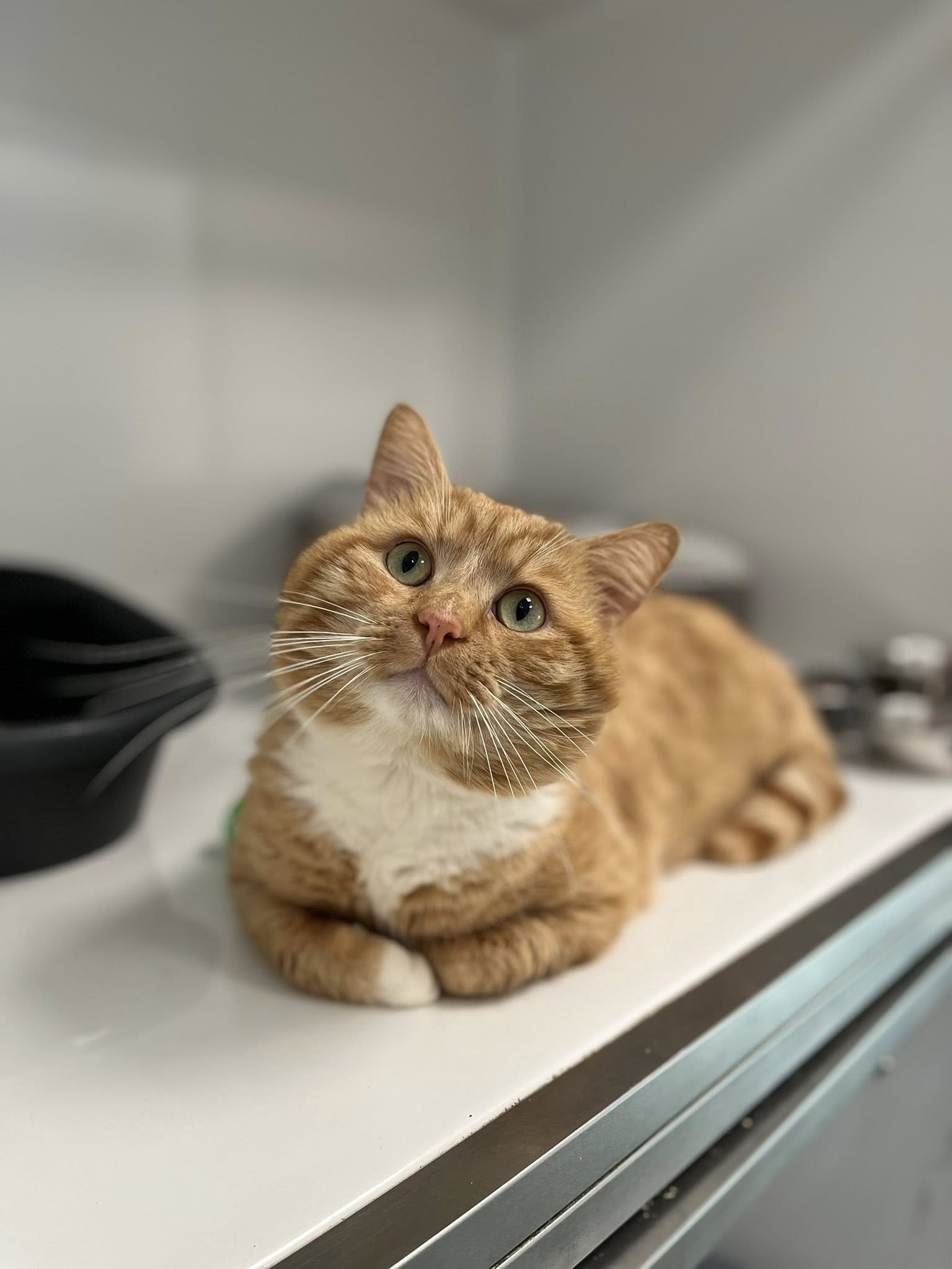 Ludvig, chat à l'adoption chez Sans Collier