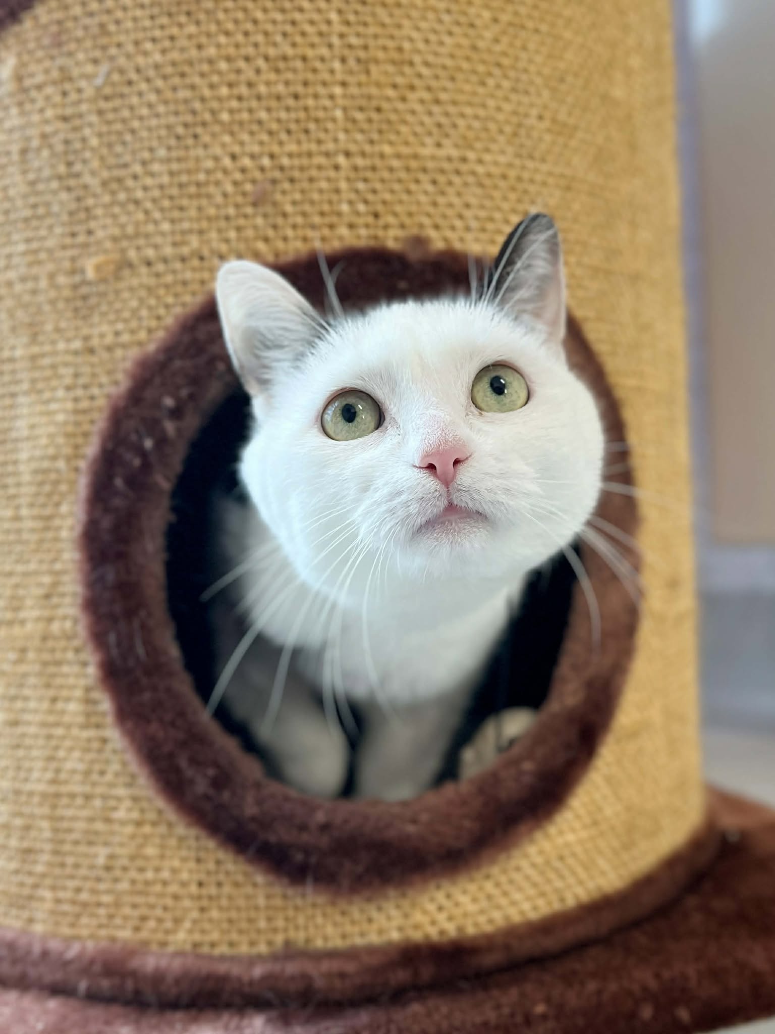 Milka, chat a l'adoption chez Sans Collier