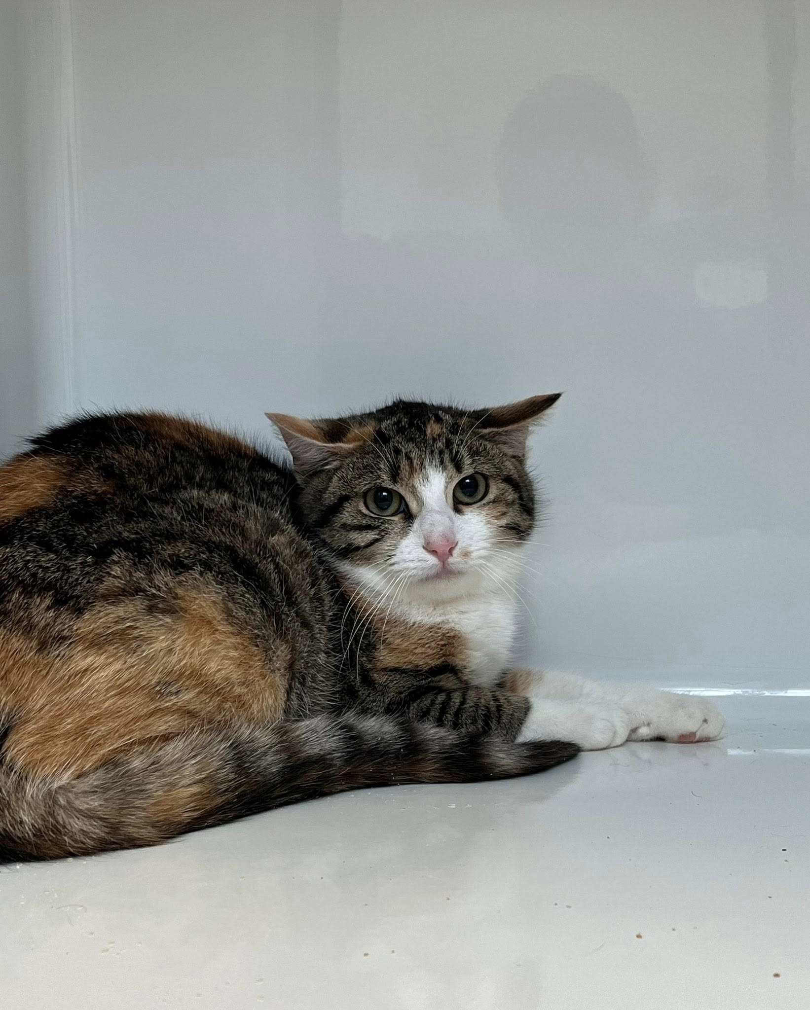 Monica, chat à l'adoption chez Sans Collier