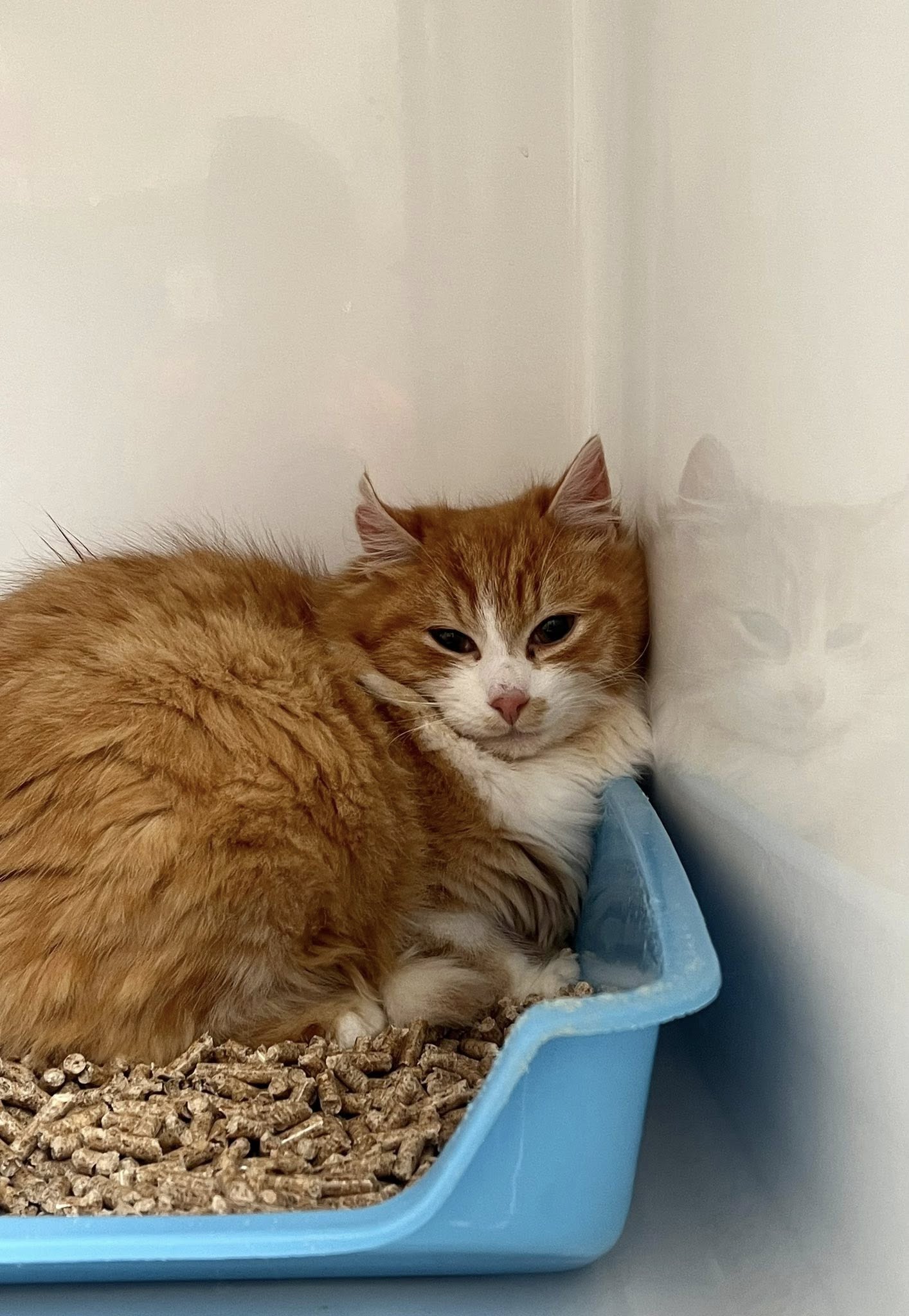 Prince, chat à l'adoption chez Sans Collier