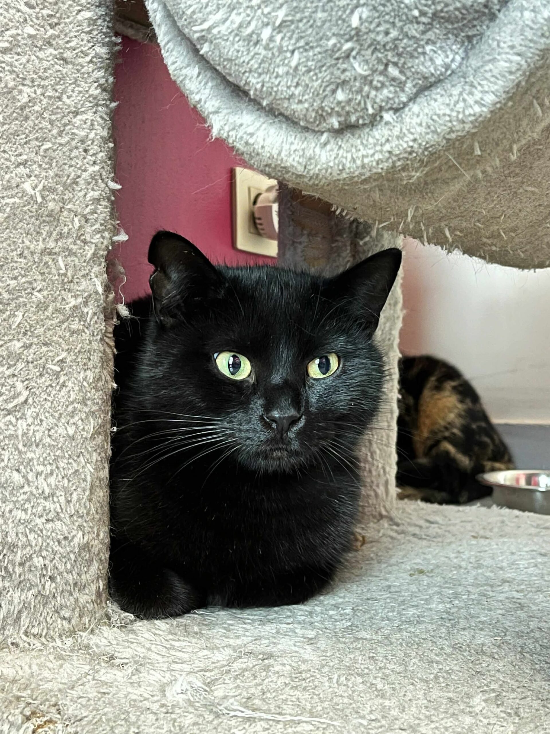 Roméo, chat trouvé chez Sans Collier