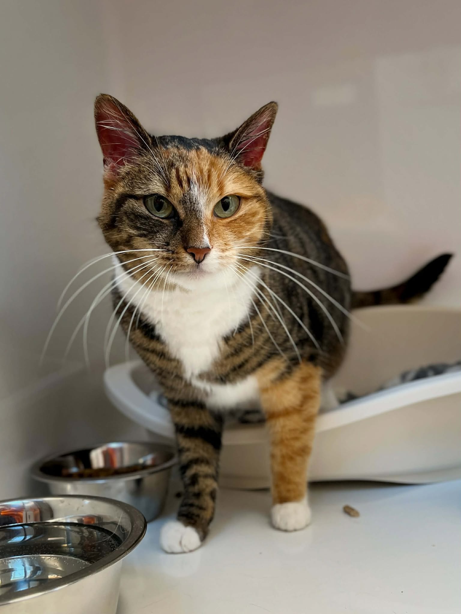 Roxanne, chat à l'adoption chez Sans Collier