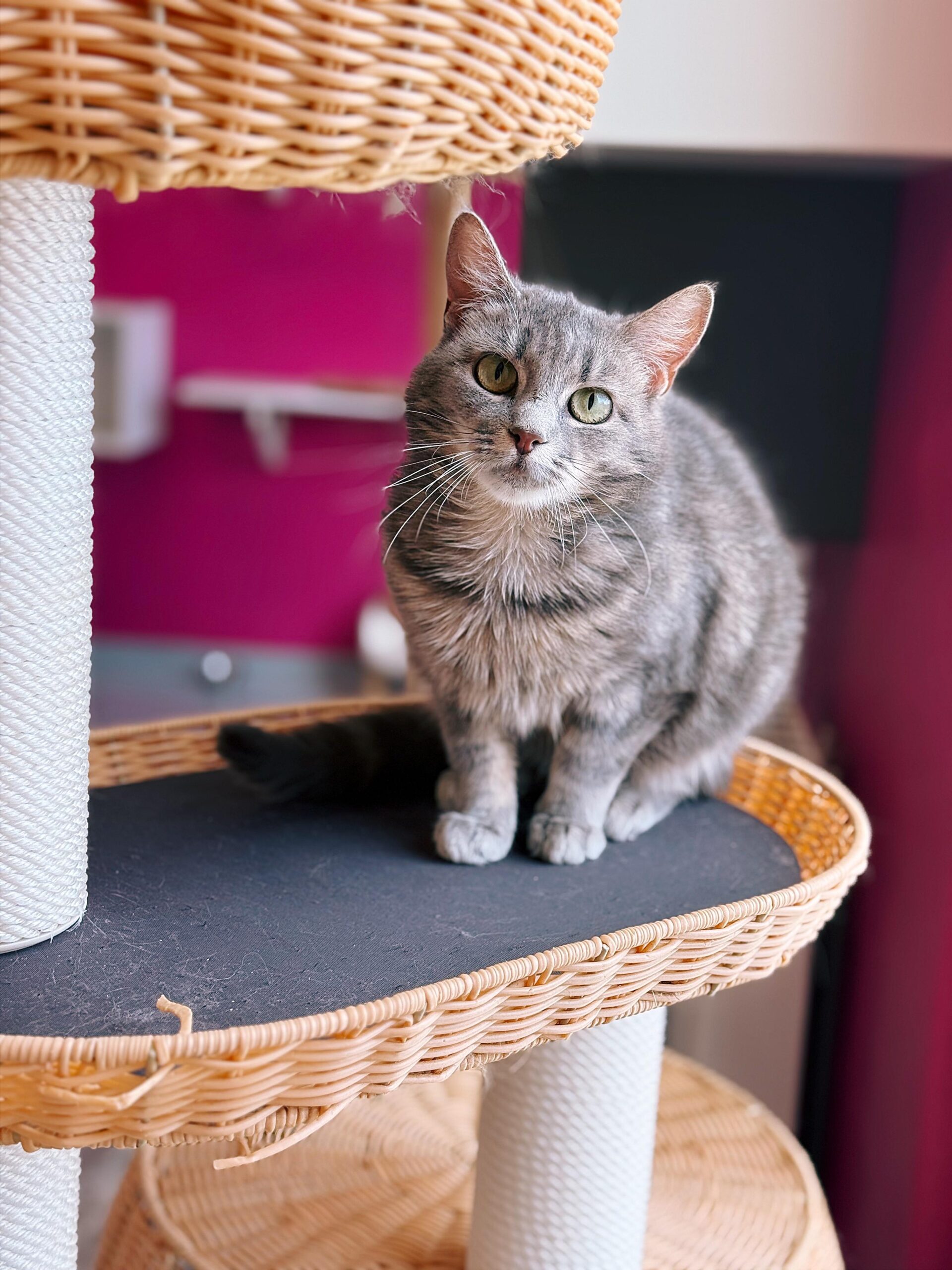 Ursula, chat à l'adoption chez Sans Collier
