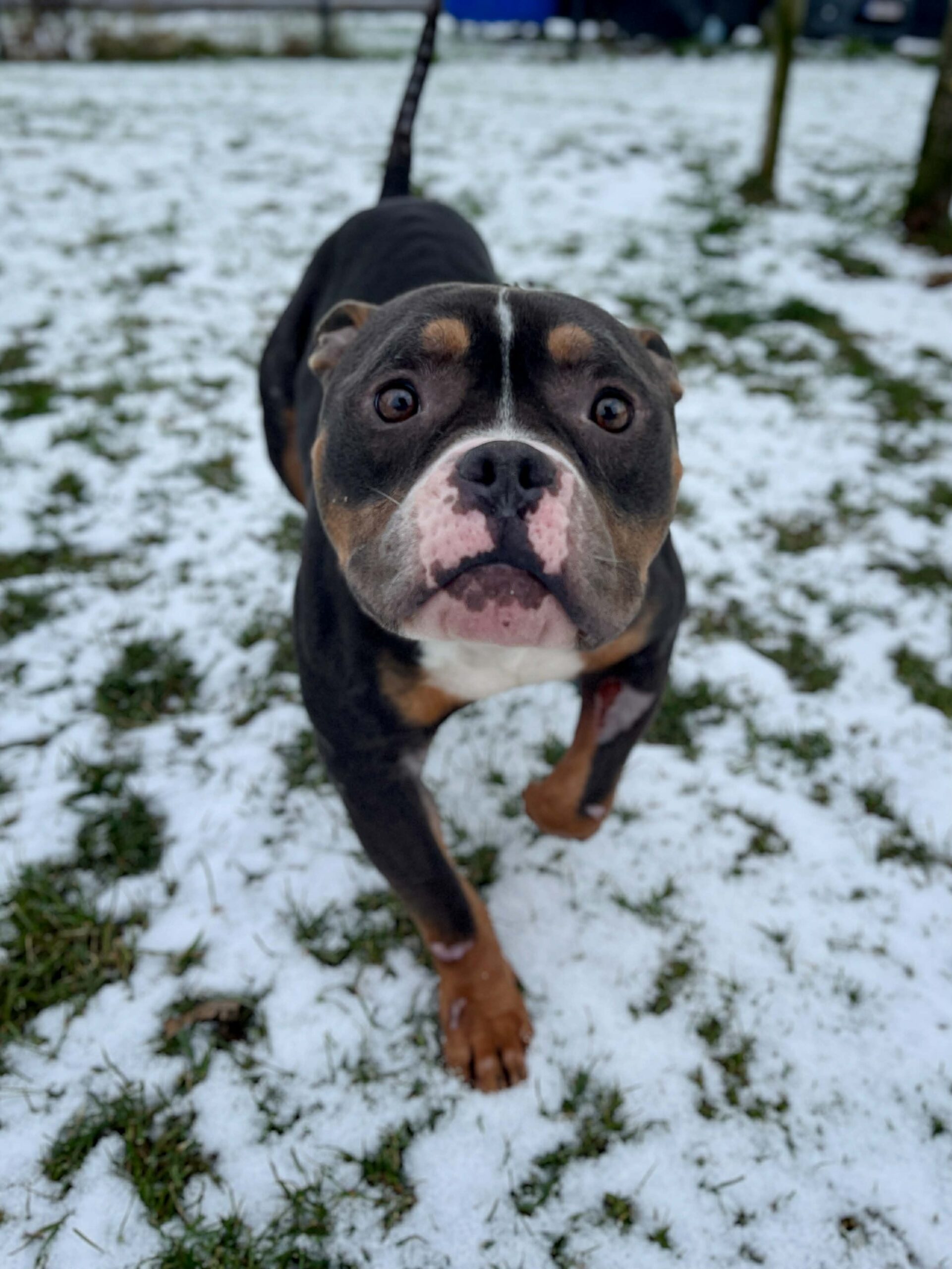 Simba, chien à l'adoption chez Sans Collier
