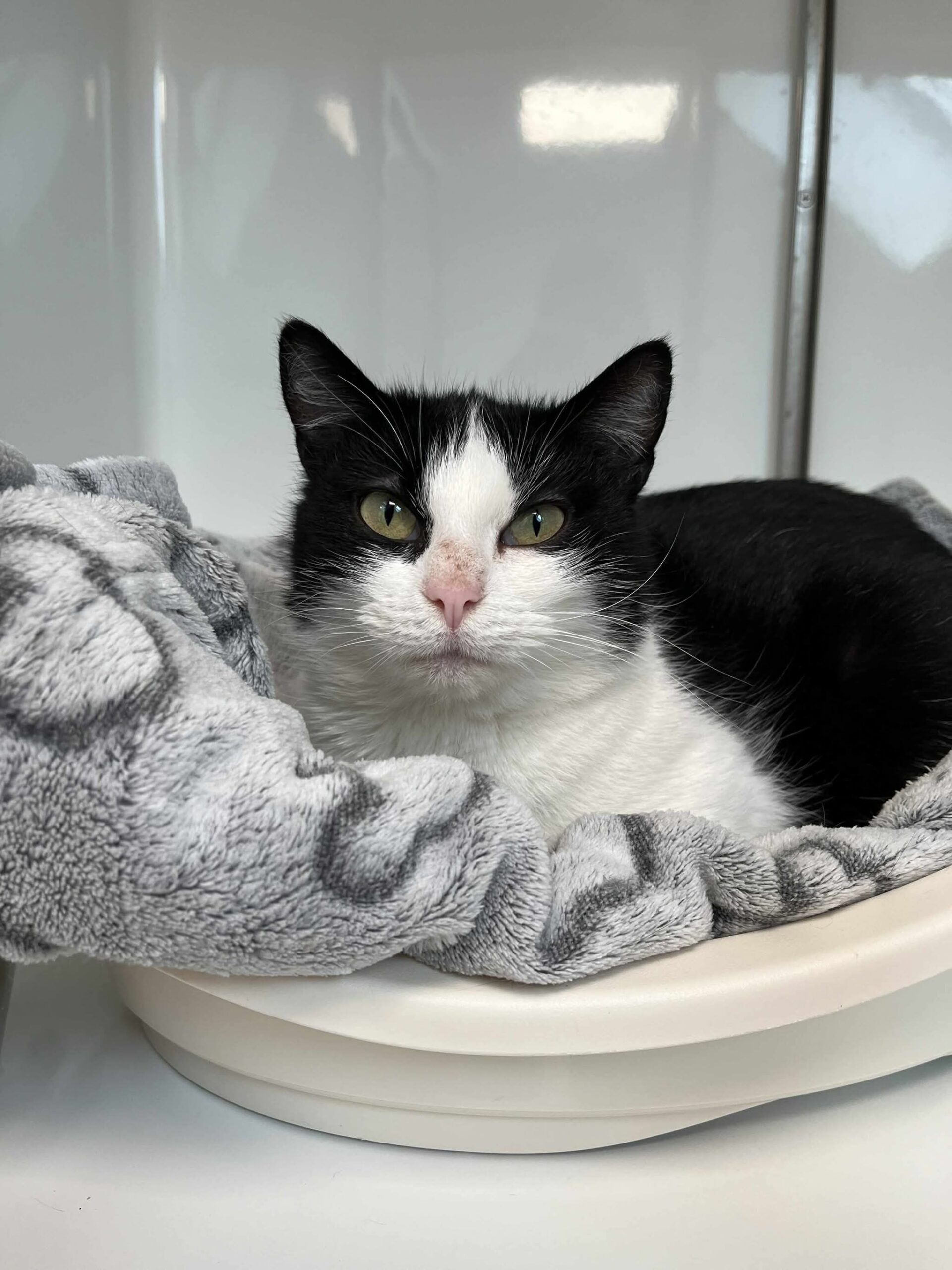 Andréa, chat à l'adoption chez Sans Collier