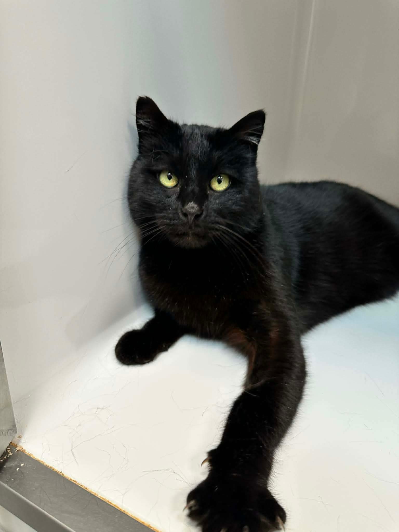 Chocotoff, chat à l'adoption chez Sans Collier