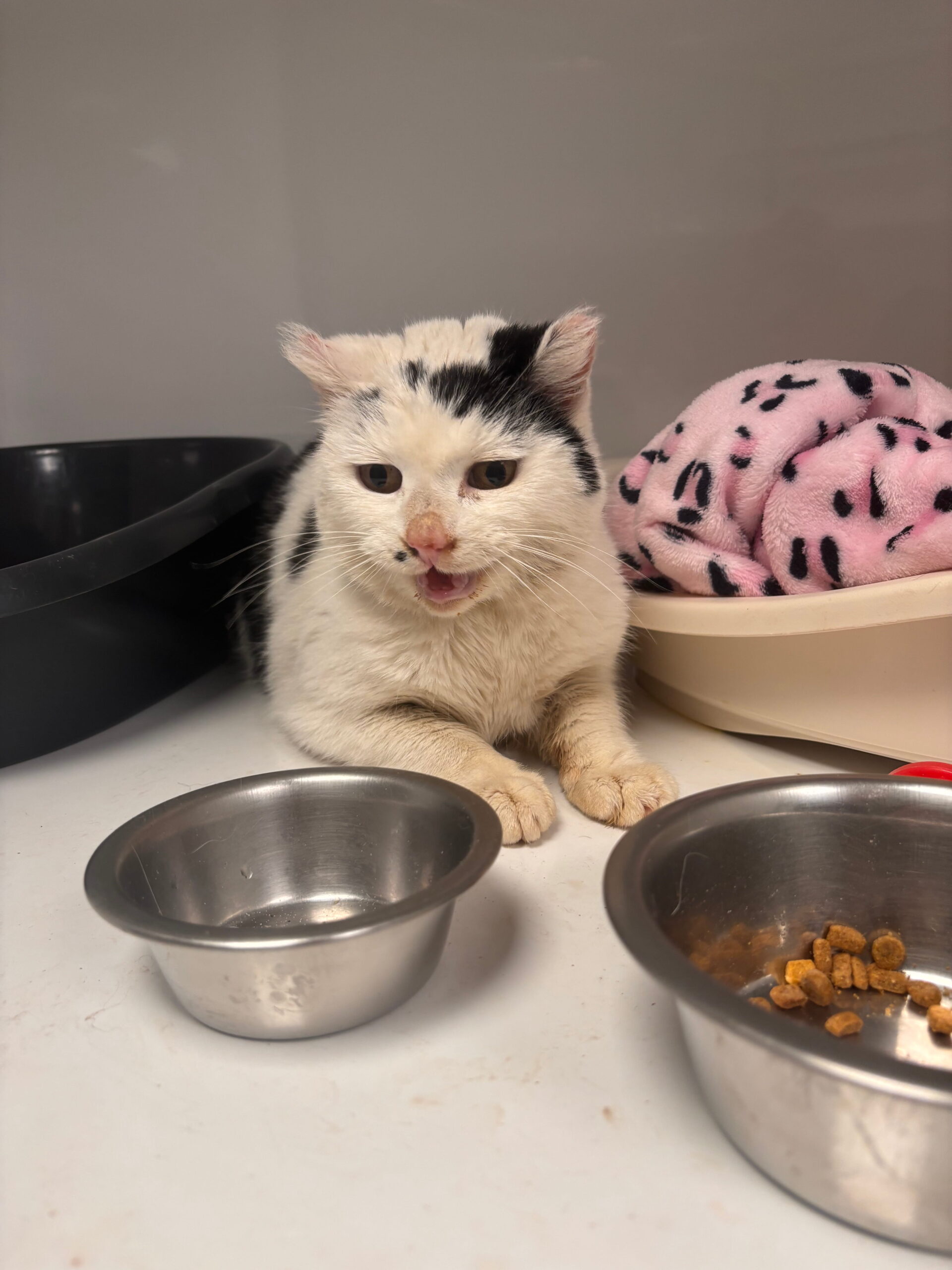 Ines, chat à l'adoption chez Sans Collier