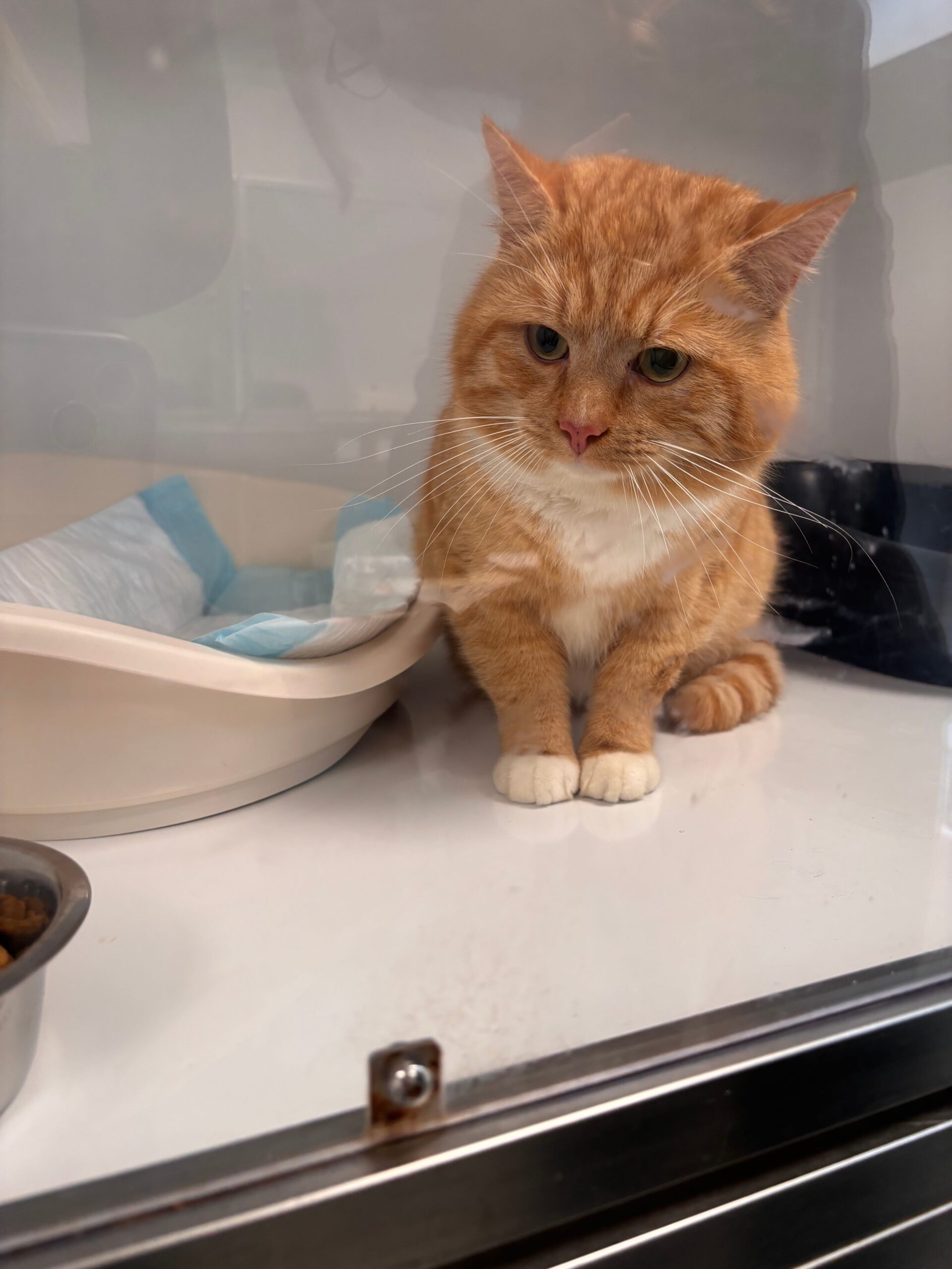 Ludvig, chat à l'adoption chez Sans Collier