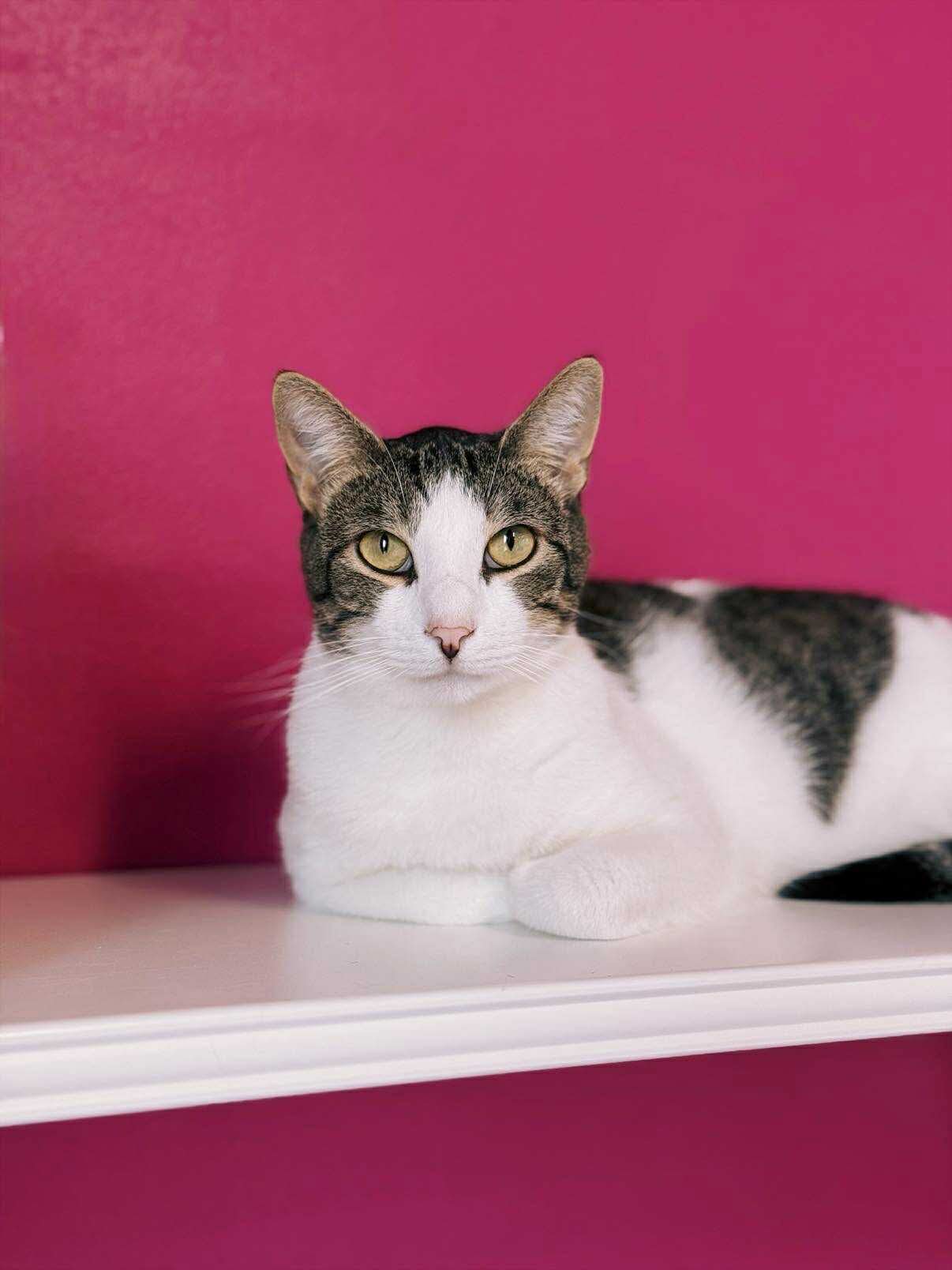 Moise, chat trouvé chez Sans Collier