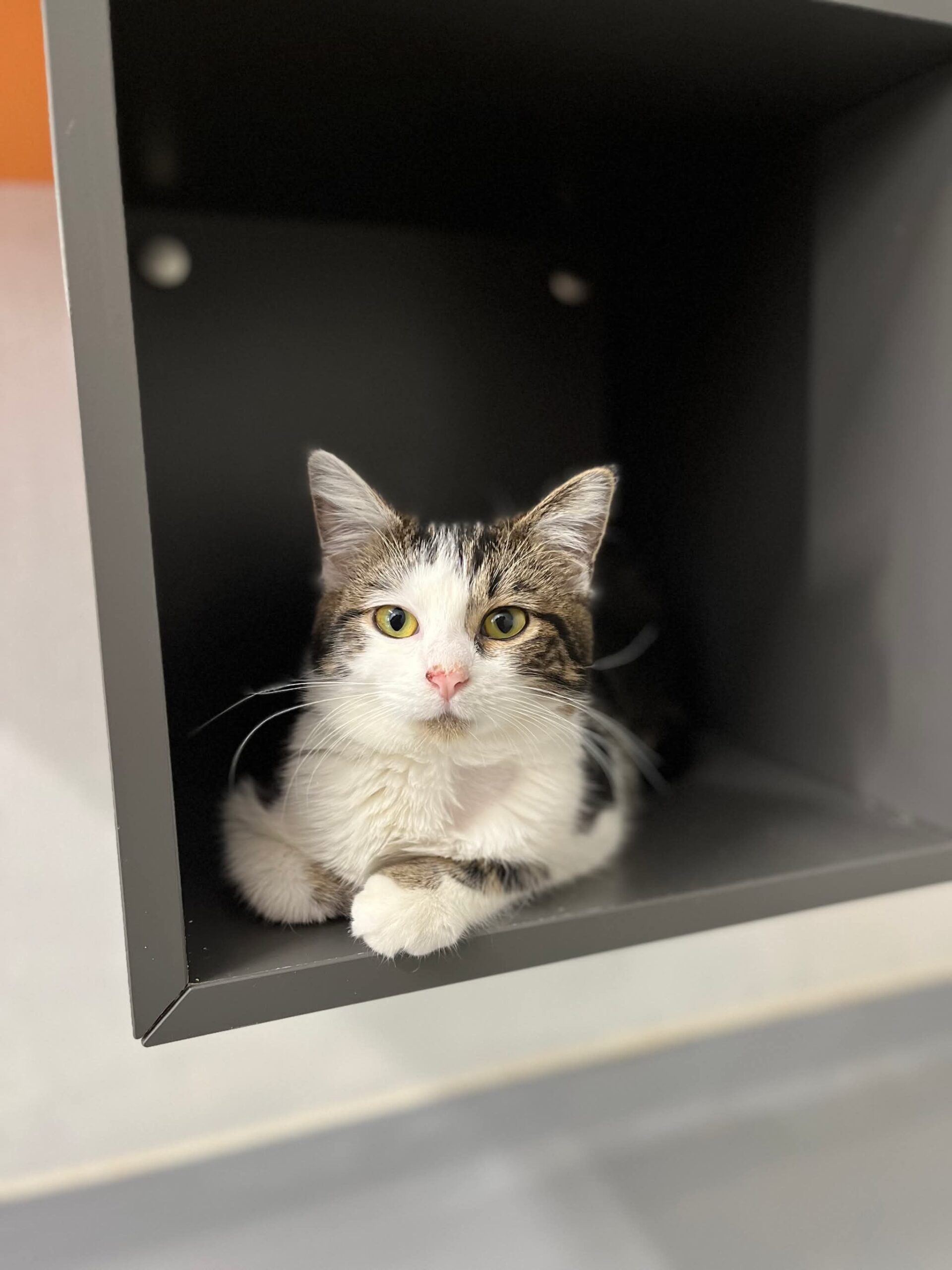 Opale, chat trouvé chez Sans Collier