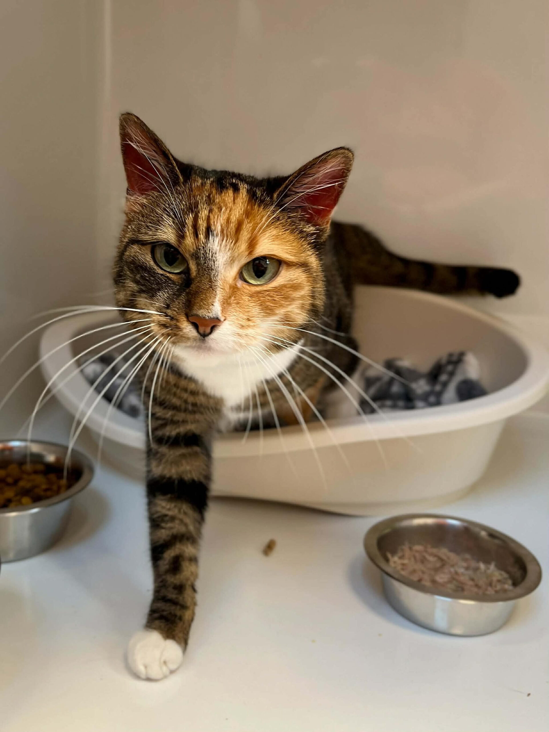 Isis, chat trouvé chez Sans Collier