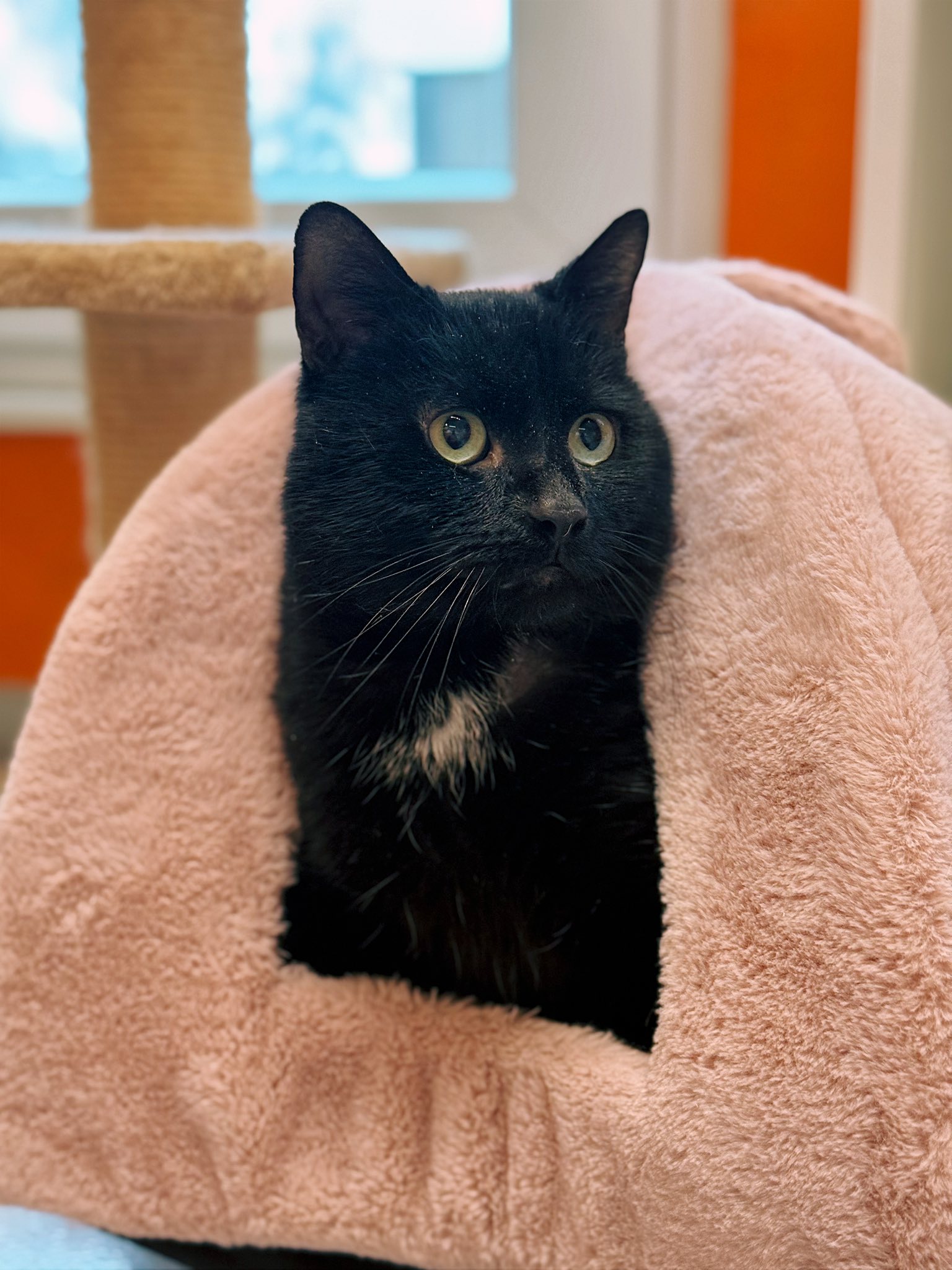 Esmeraldo, chat à l'adoption chez Sans Collier