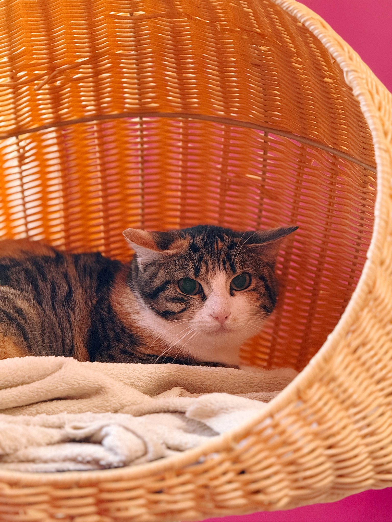 Monica, chat à l'adoption chez Sans Collier