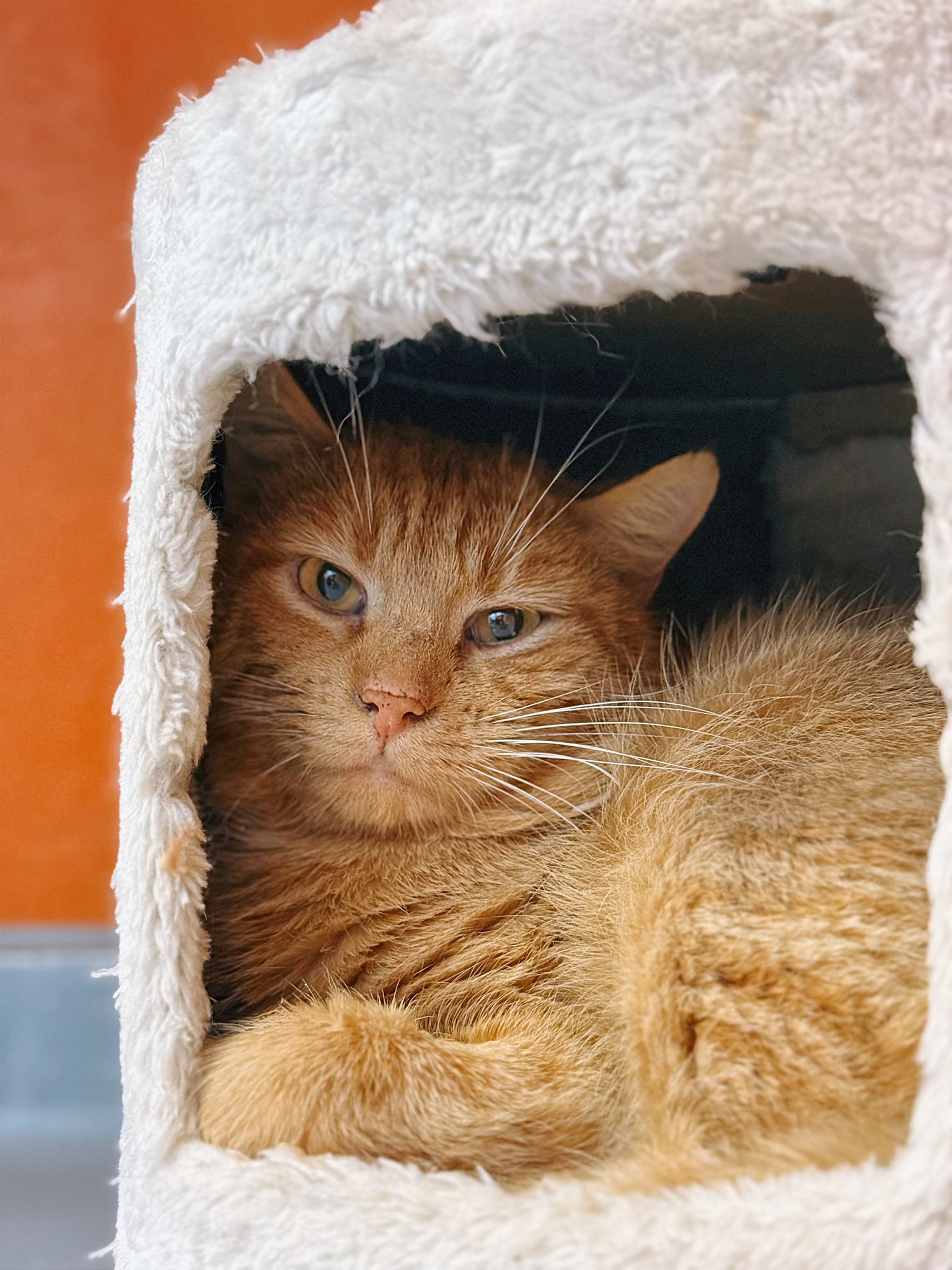 Balloche, chat à l'adoption chez Sans Collier