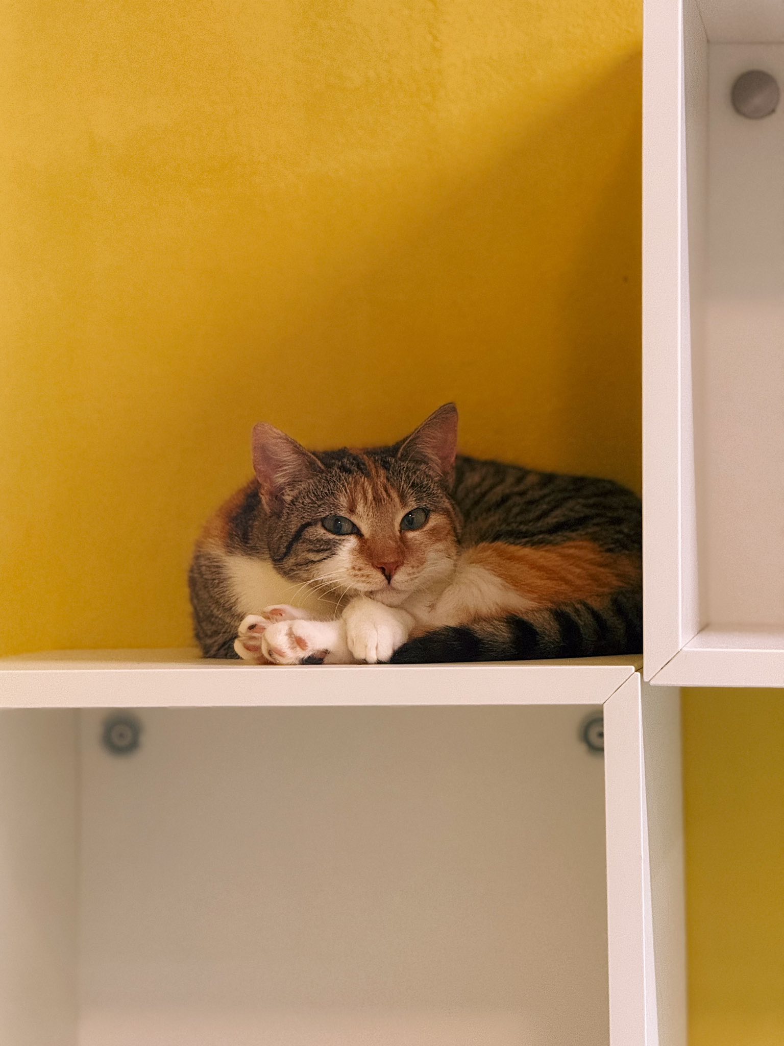 Rachel, chat à l'adoption chez Sans Collier