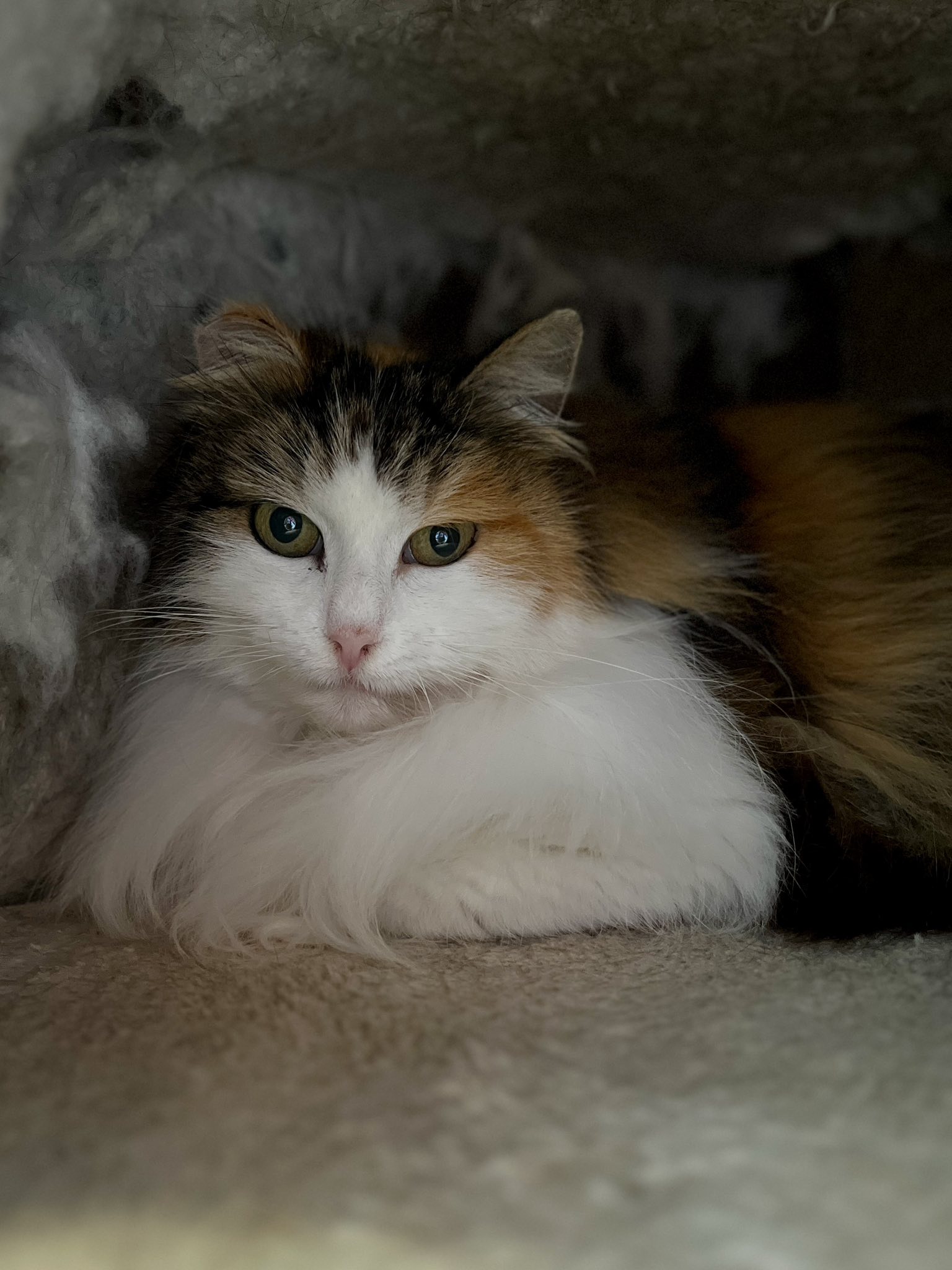 Belle, chat à l'adoption chez Sans Collier