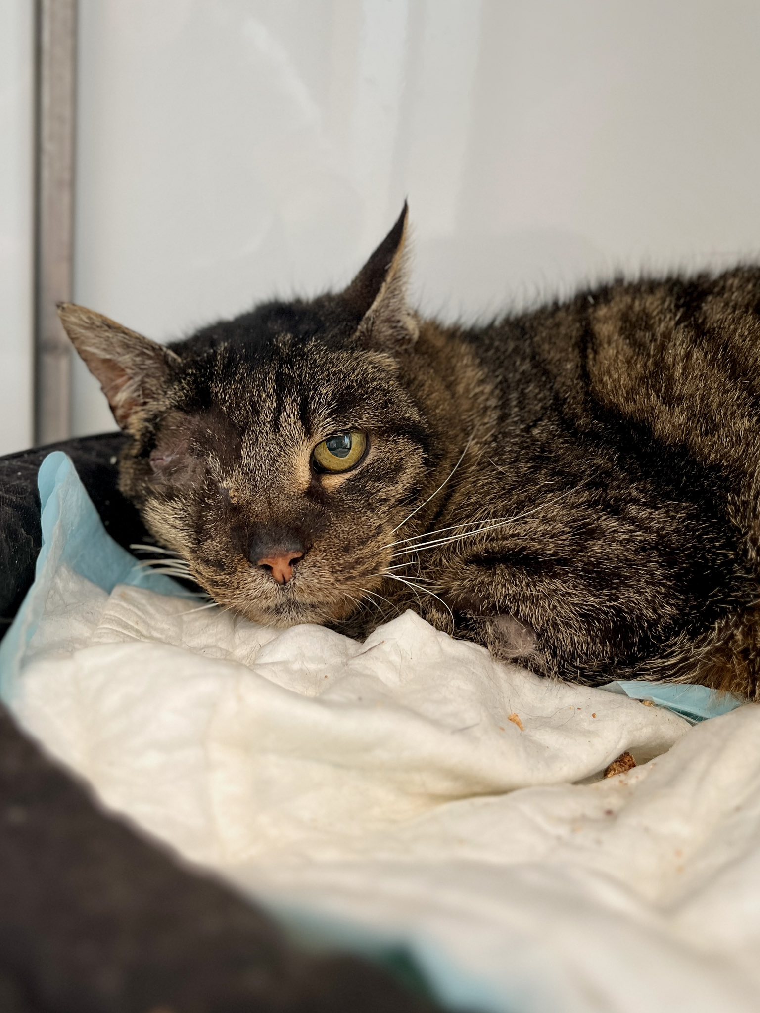 Globule, chat à l'adoption chez Sans Collier